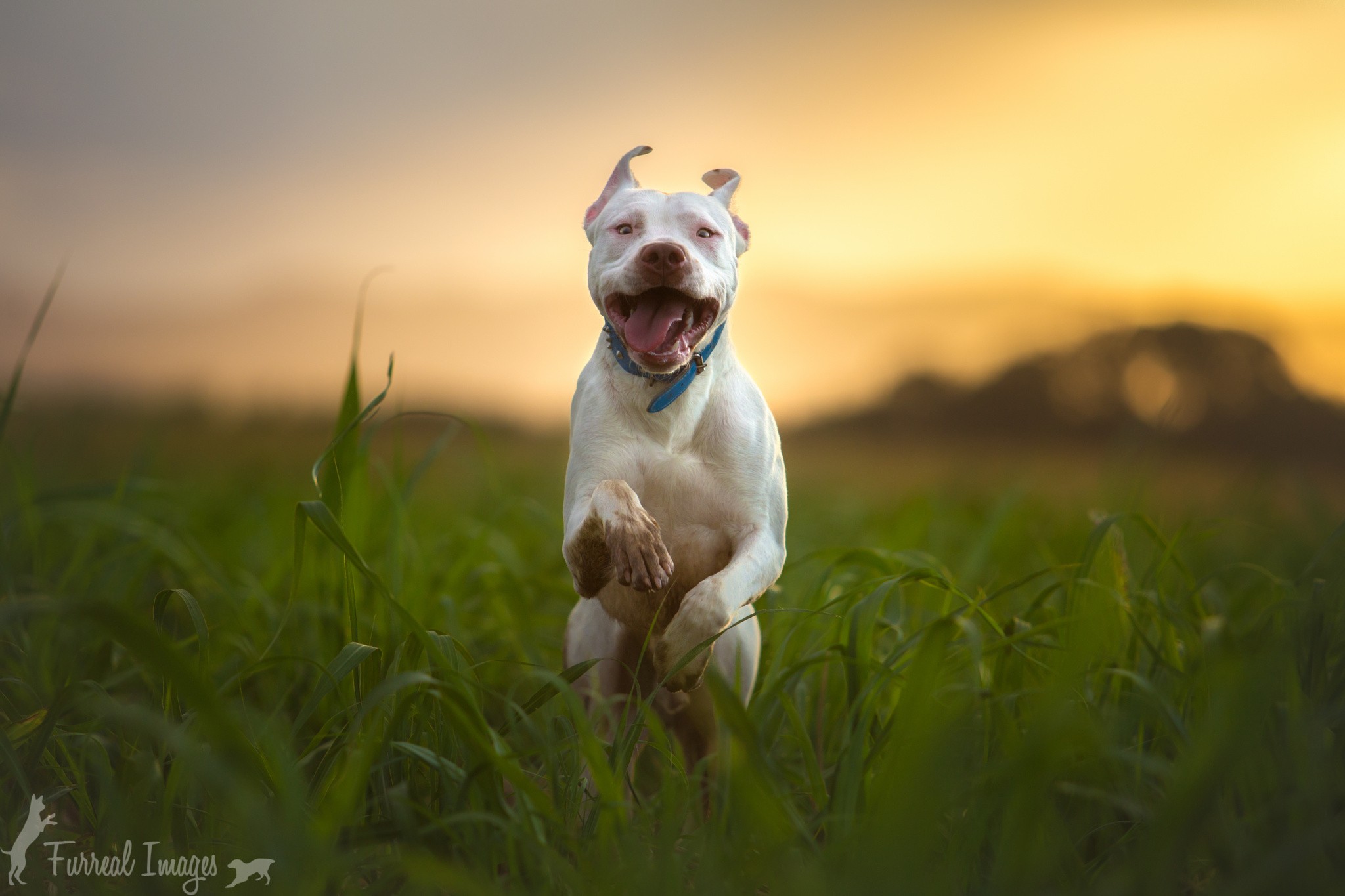 Hd Wallpaper Pitbull Dog - HD Wallpaper 