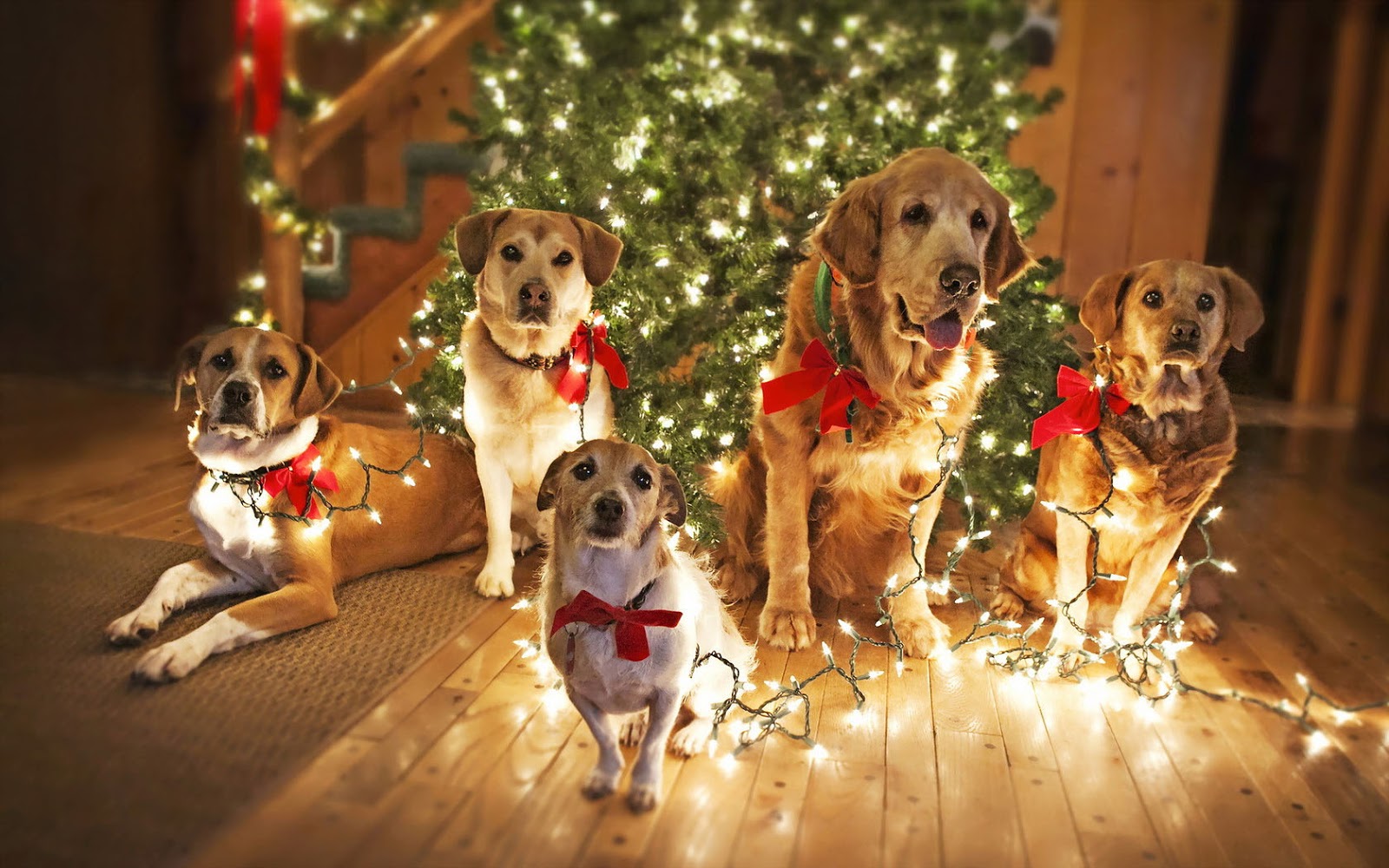 Dog Wallpaper Christmas Tree Lights Wooden Floor - HD Wallpaper 