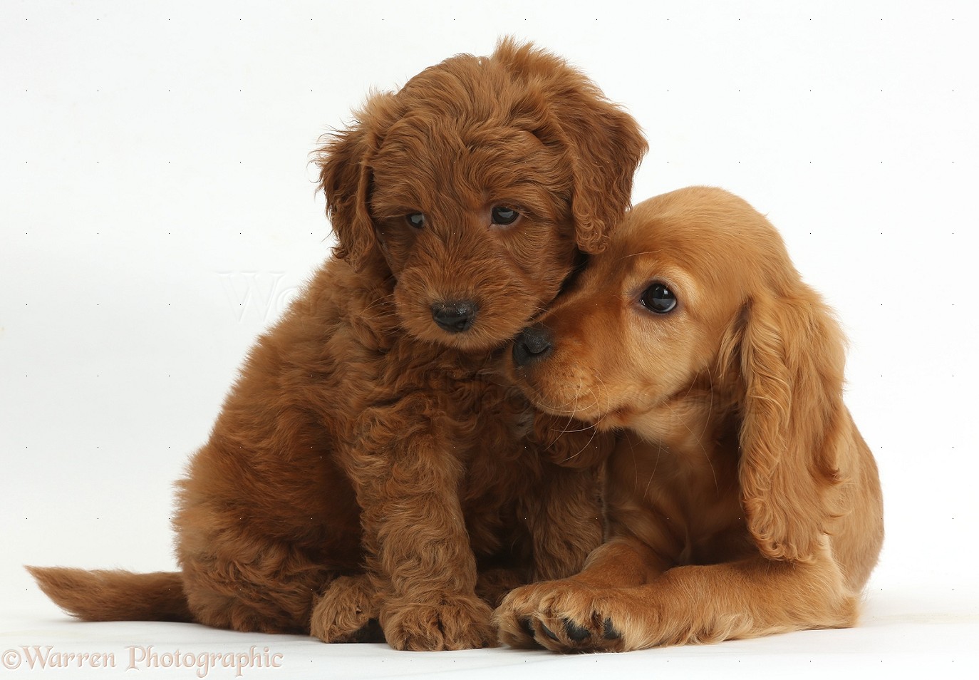 Goldendoodle - HD Wallpaper 