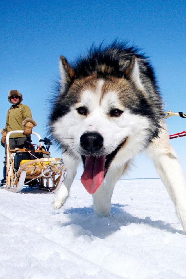 Alaskan Malamute Desktop - HD Wallpaper 