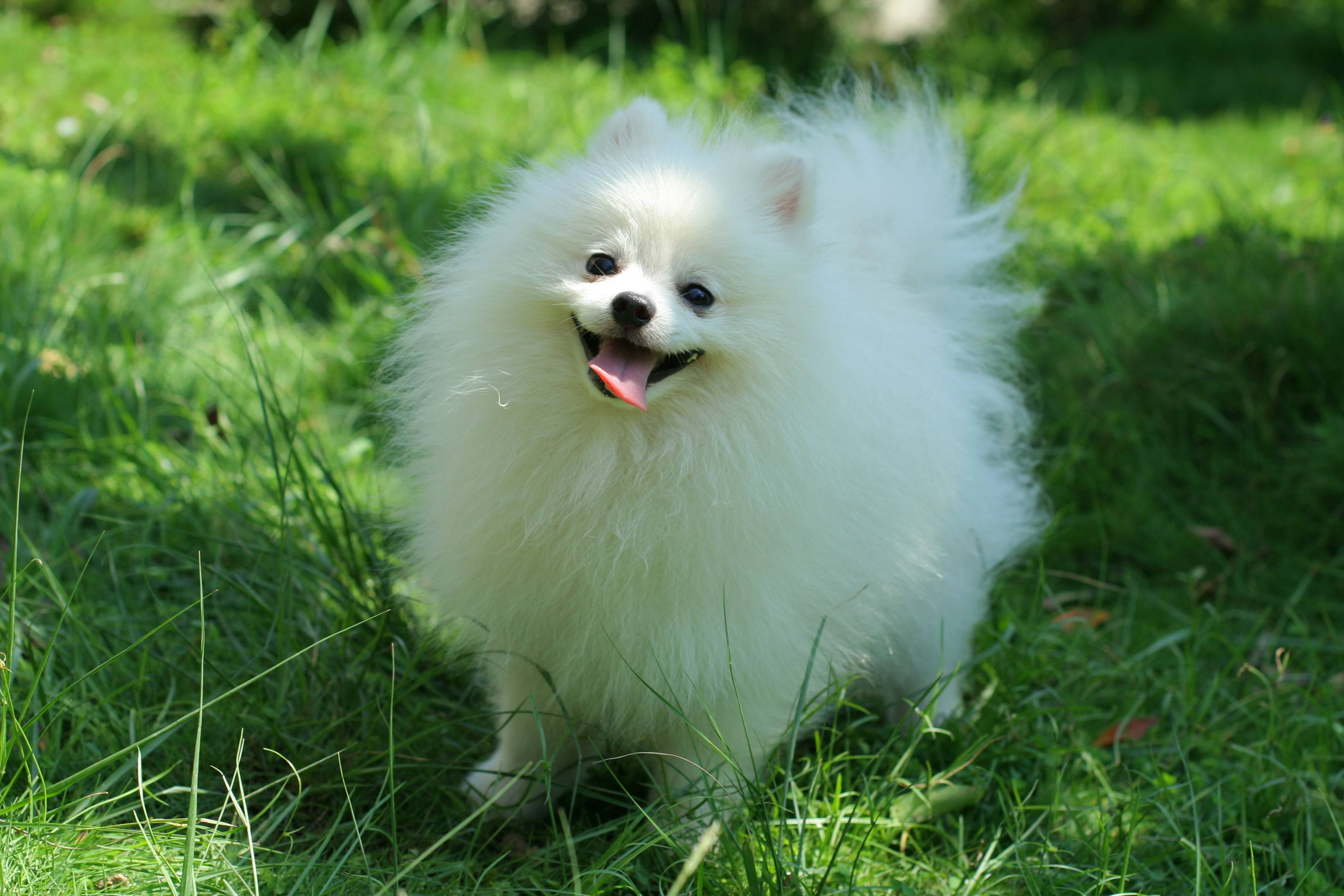 Pomeranian Puppy Wallpapers 4k Ultra Hd - Pomeranian Dog Wallpaper Hd - HD Wallpaper 