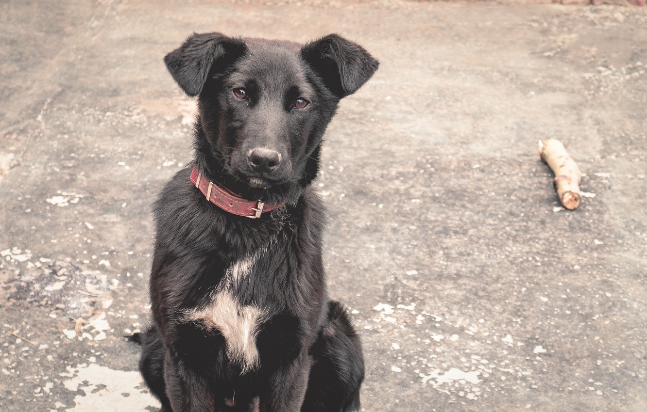 Photo Wallpaper Desk, Dog, Village, The Village, Animals - Companion Dog - HD Wallpaper 