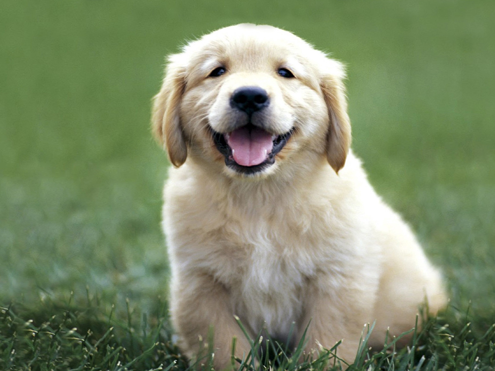 Wallpaper Dogs, Labrador, Color, Grass, Puppy - Golden Retriever Dog Baby - HD Wallpaper 