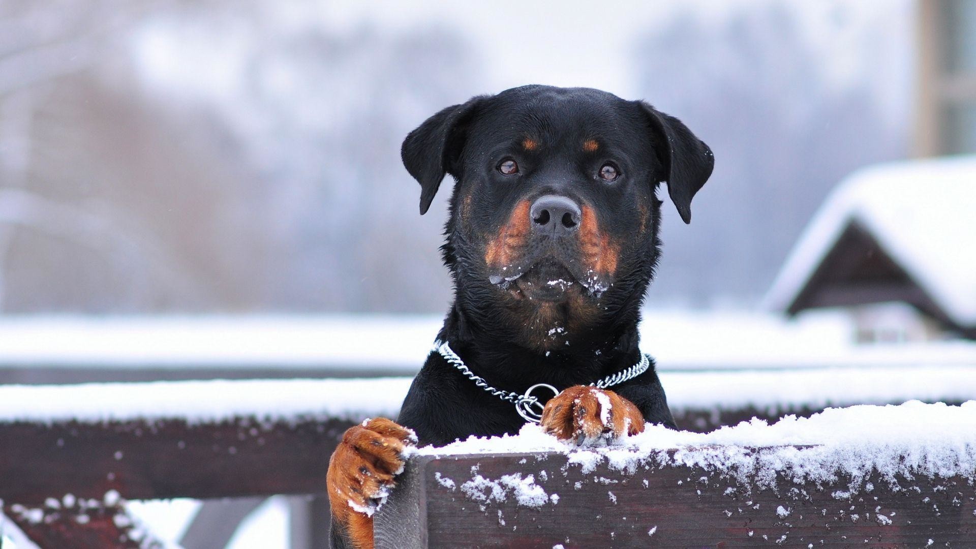 6789289 Fantastic Rottweiler Wallpaper - Rottweiler Wallpaper Hd - HD Wallpaper 