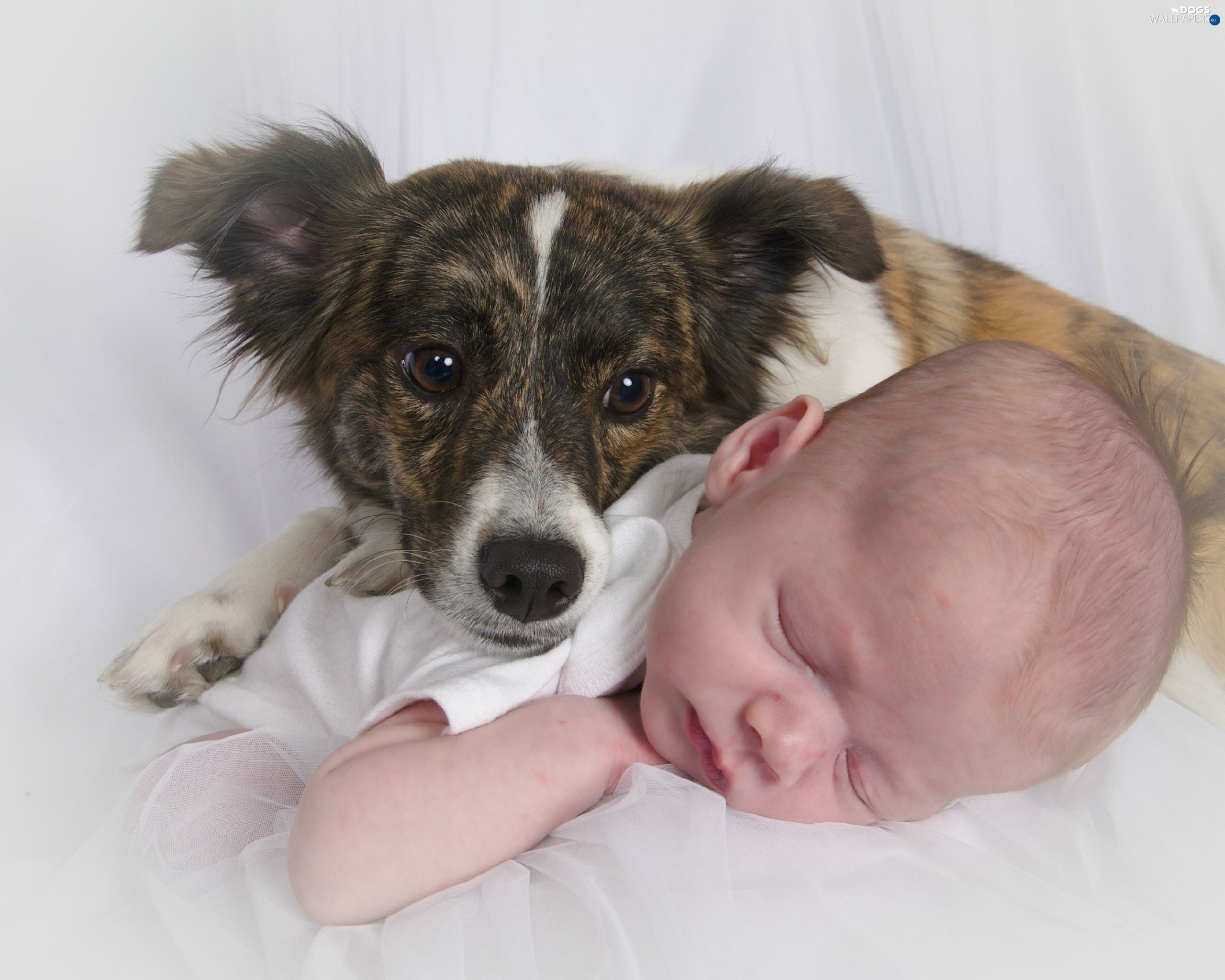 Backgrounds - Baby Dog Wallpaper Background - HD Wallpaper 