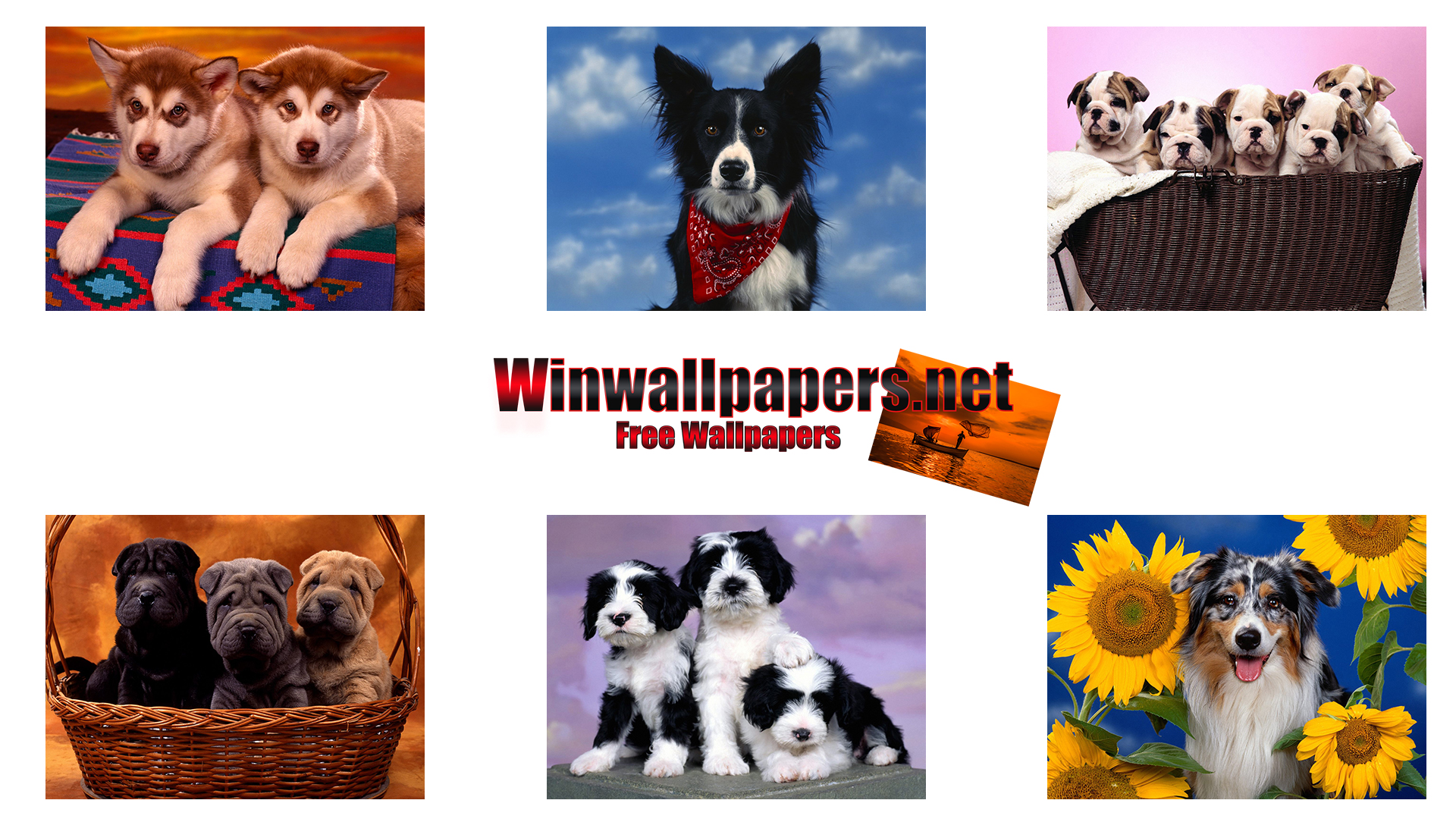 Companion Dog - HD Wallpaper 