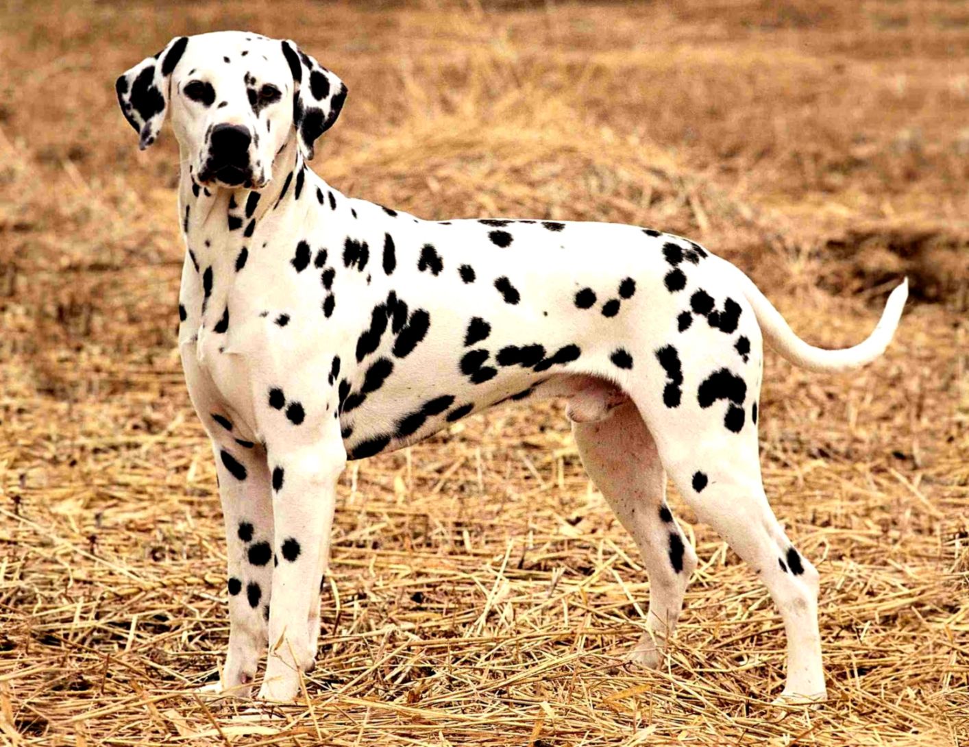 Dalmatian Dog New Hd Images Top Wide Wallpapers Of - HD Wallpaper 