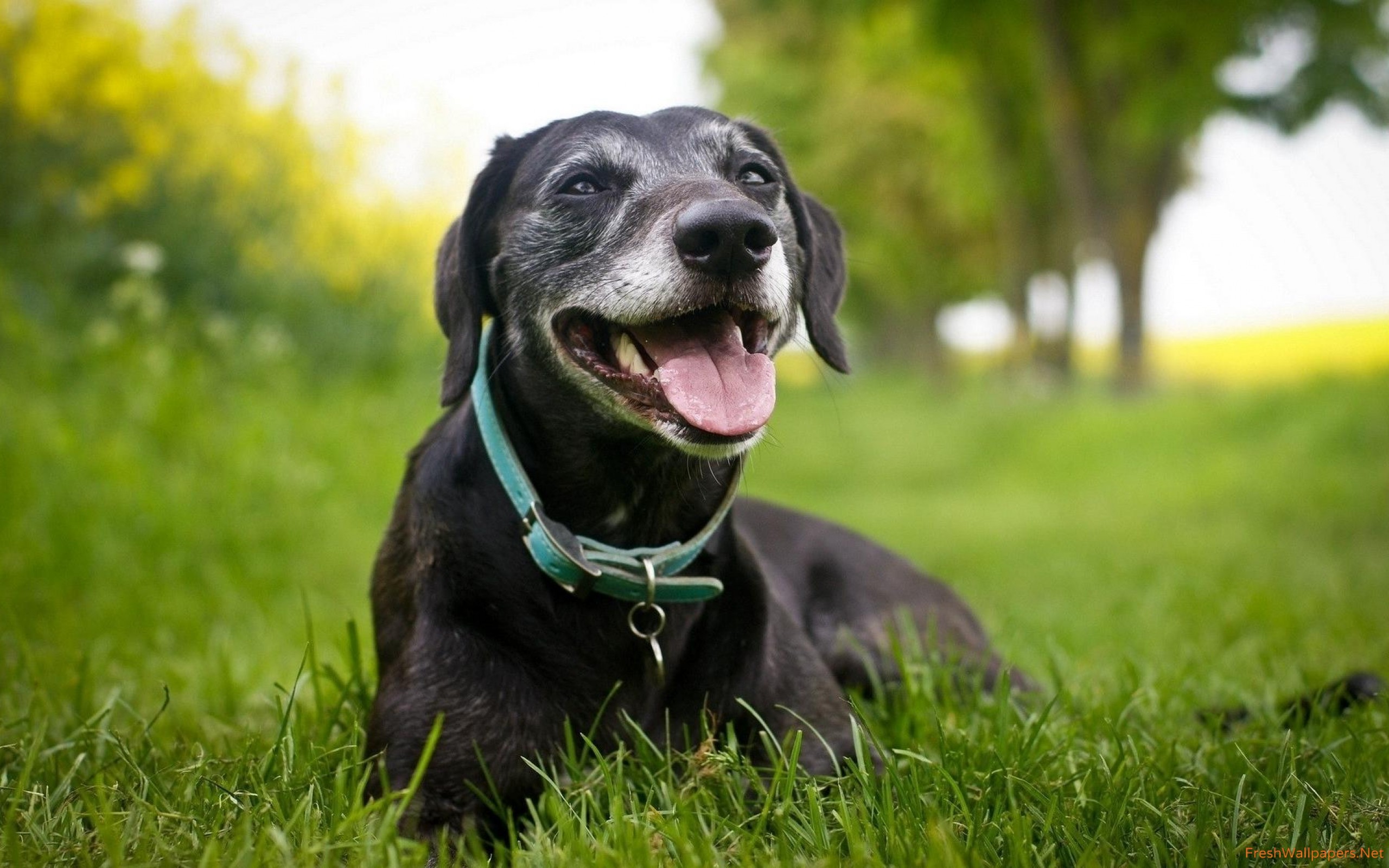 Dog - HD Wallpaper 
