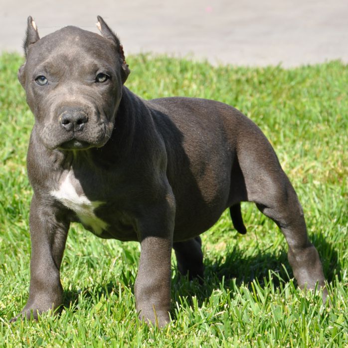 Adorable Pitbulls Puppies Dog Breed Wallpaper - HD Wallpaper 