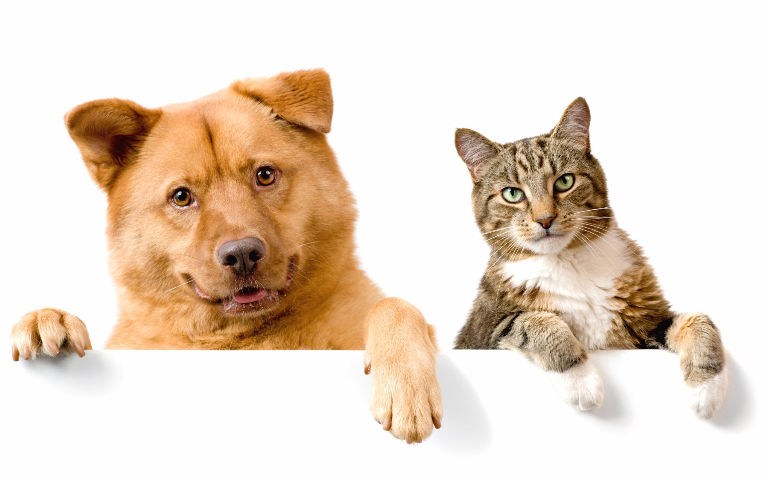 Friends, Animals, Cat, Dog - Cat & Dog Lover - HD Wallpaper 