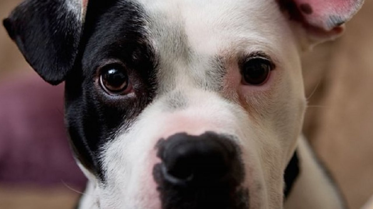 Cool Animals, Download Dog Wallpapers, Free Images, - Jonny Justice - HD Wallpaper 