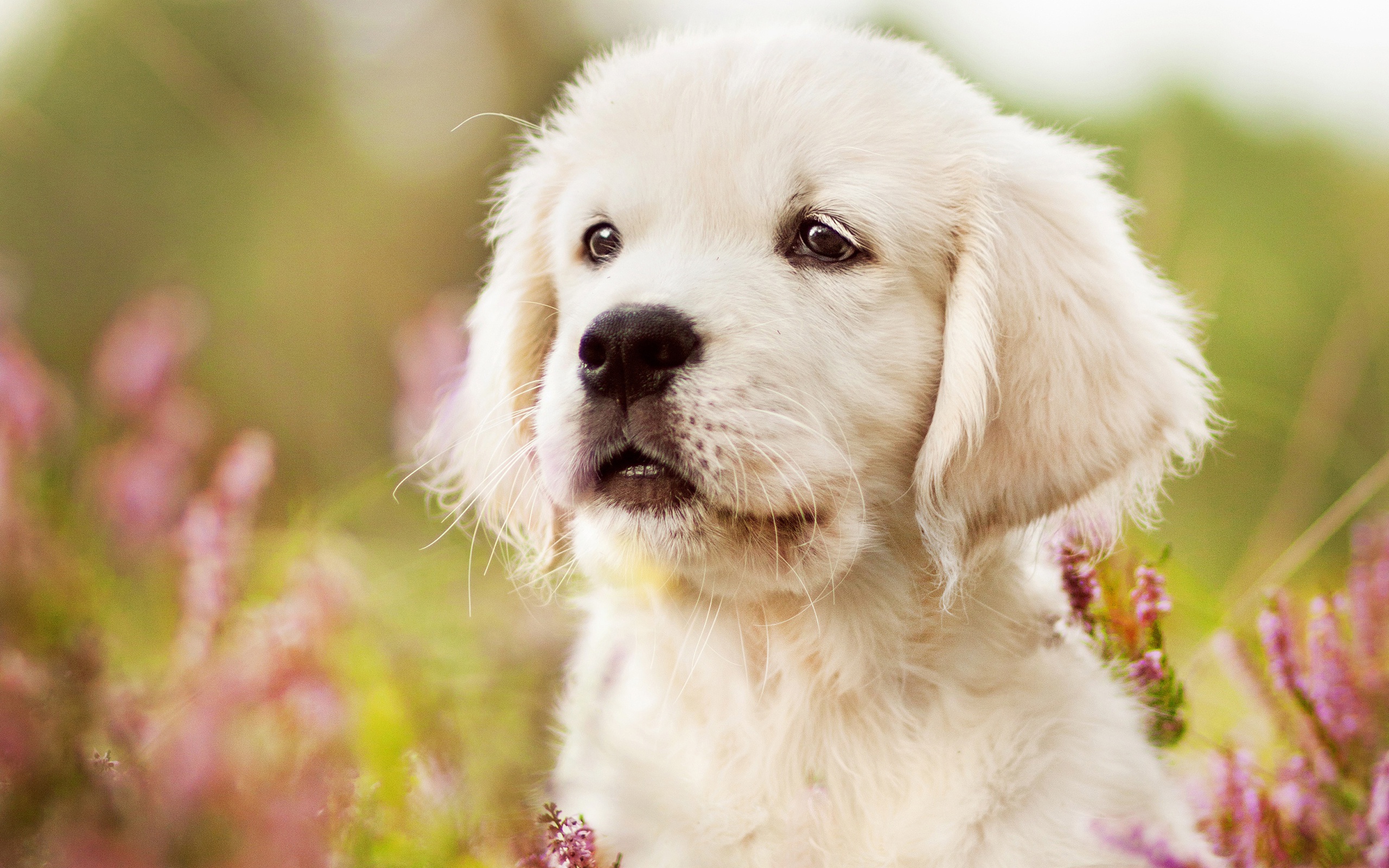 Wallpaper Of Baby Animal, Dog, Golden Retriever, Pet, - Golden Retriever  Puppy Backgrounds - 2560x1600 Wallpaper 