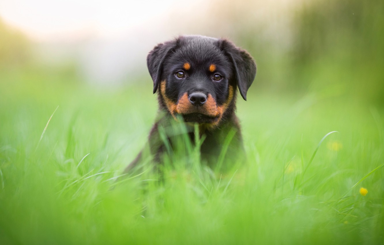 Photo Wallpaper Greens, Grass, Face, Nature, Background, - Cute Rottweiler Background - HD Wallpaper 