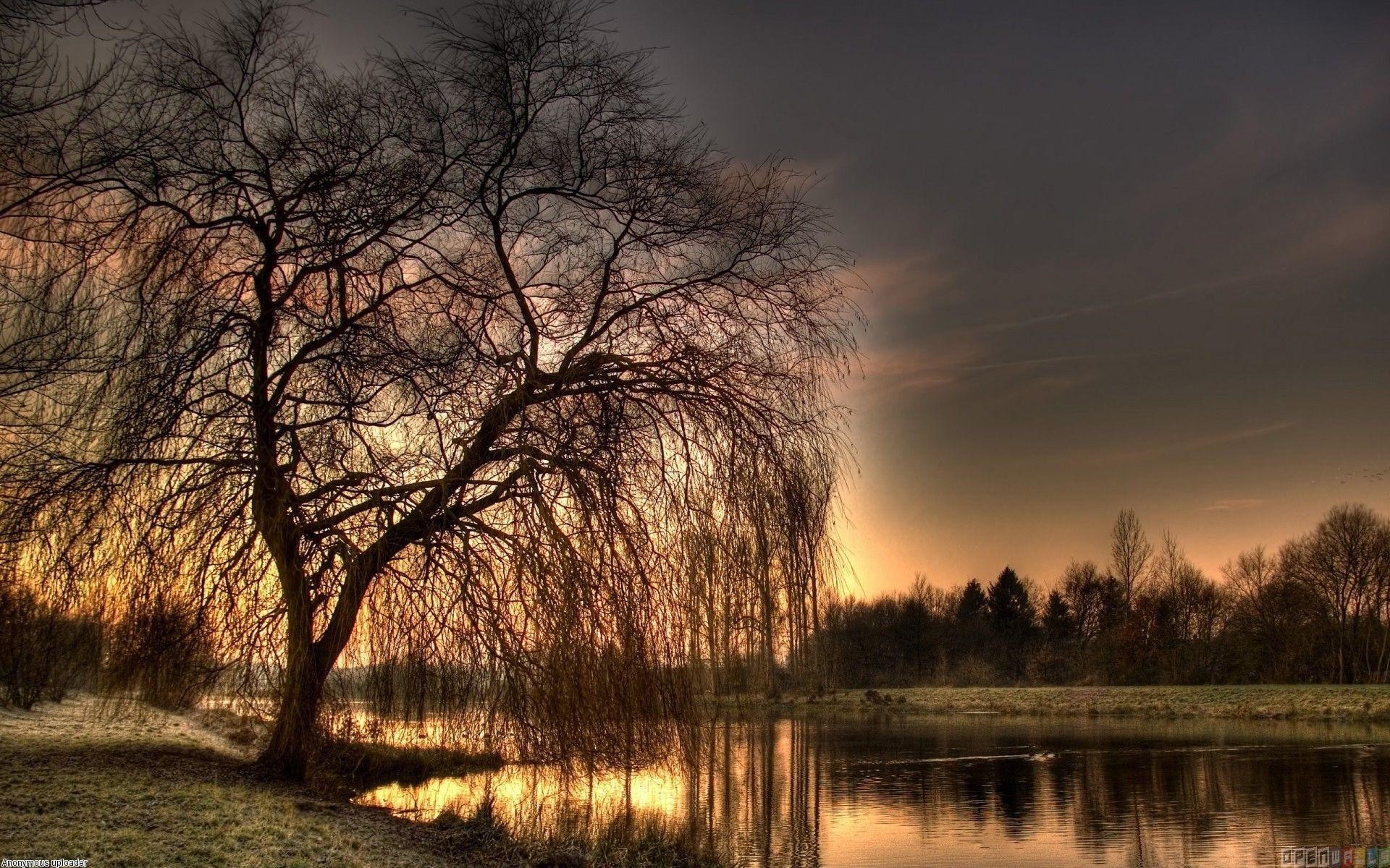 1920x1200, Images For > Weeping Willow Tree Wallpaper - Willow Tree Background - HD Wallpaper 