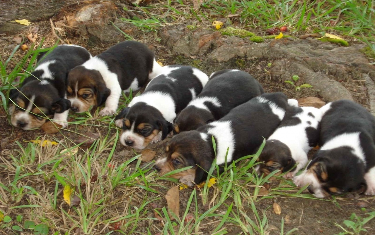 Beagle Puppies Wallpapers - Puppy - HD Wallpaper 