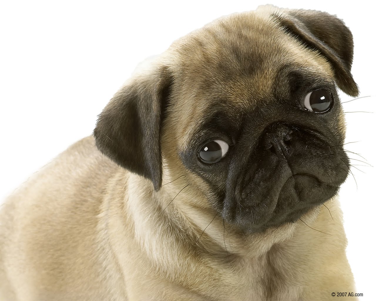 Cute Puppies Wallpapers, Cute Puppy Wallpapers For - Dogs With Genetic Disorders - 1280x1024 Wallpaper Cute Puppies Wallpapers, Cute Puppy Wallpapers For - Dogs With Genetic Disorders - 1280x1024 Wallpaper