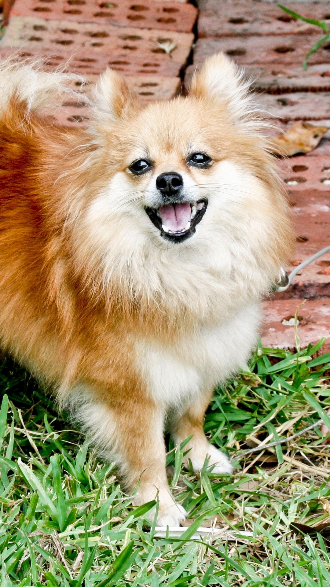 Wallpaper Pomeranian, Dog, Fluffy, Grass - HD Wallpaper 