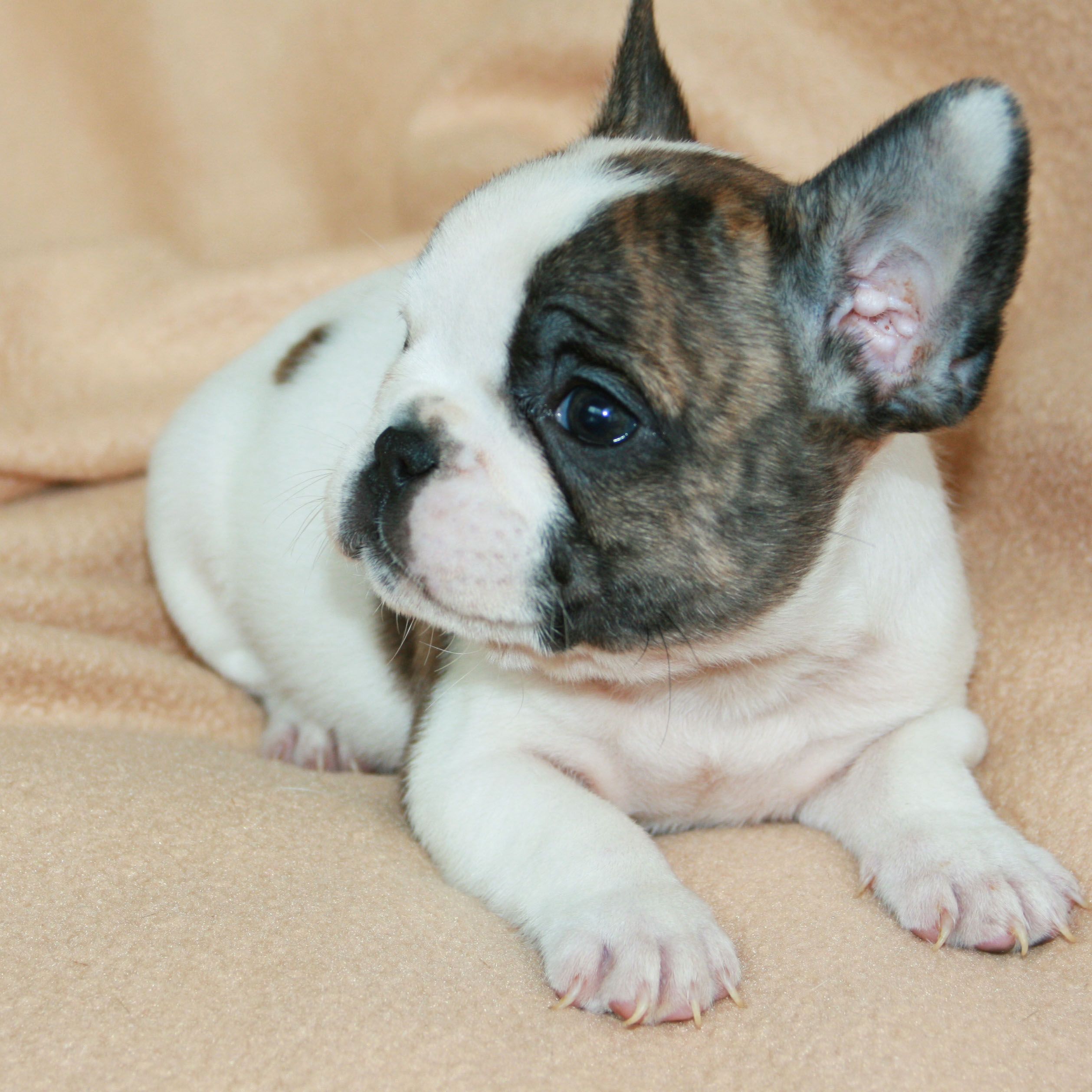 Puppy French Bulldog - HD Wallpaper 