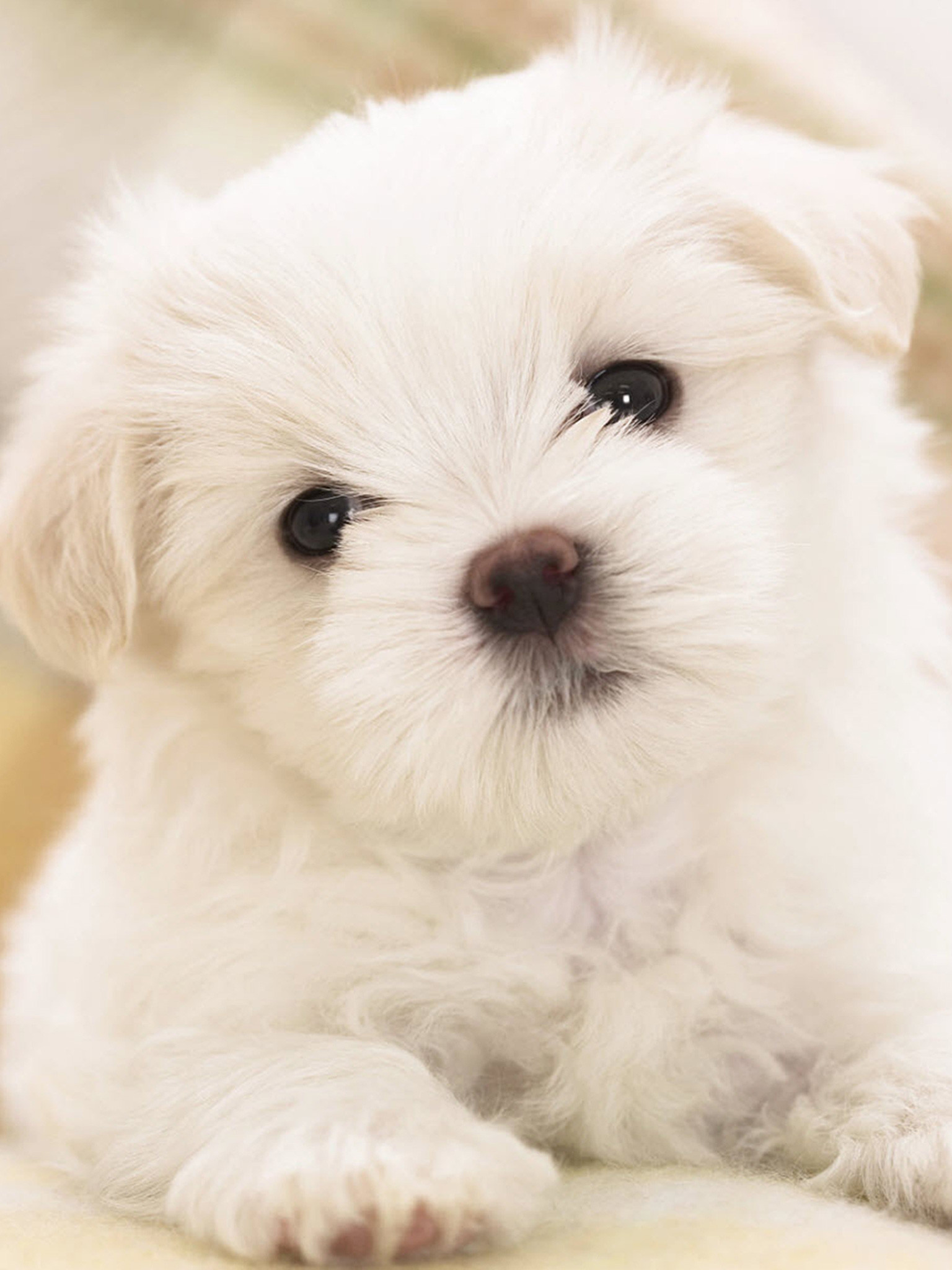 Maltese Puppy Wallpaper 
 Data Src Cute Dog Backgrounds - Cute Dog Wallpaper Iphone - HD Wallpaper 
