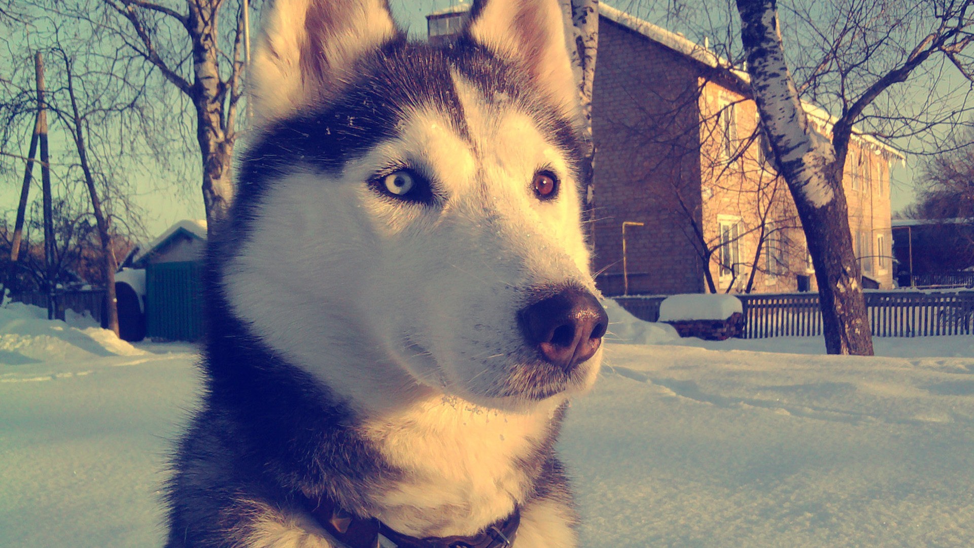 Siberian Husky Dog Desktop Background Wallpaper - Wallpaper - HD Wallpaper 