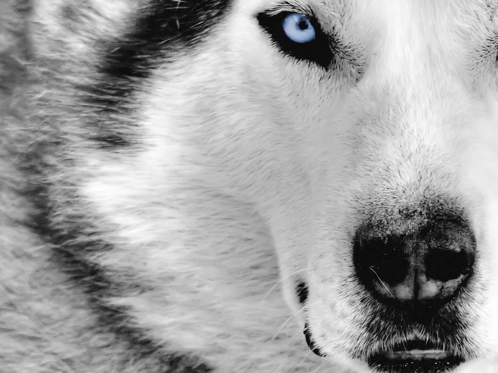 Beautiful Dog Wallpaper - HD Wallpaper 