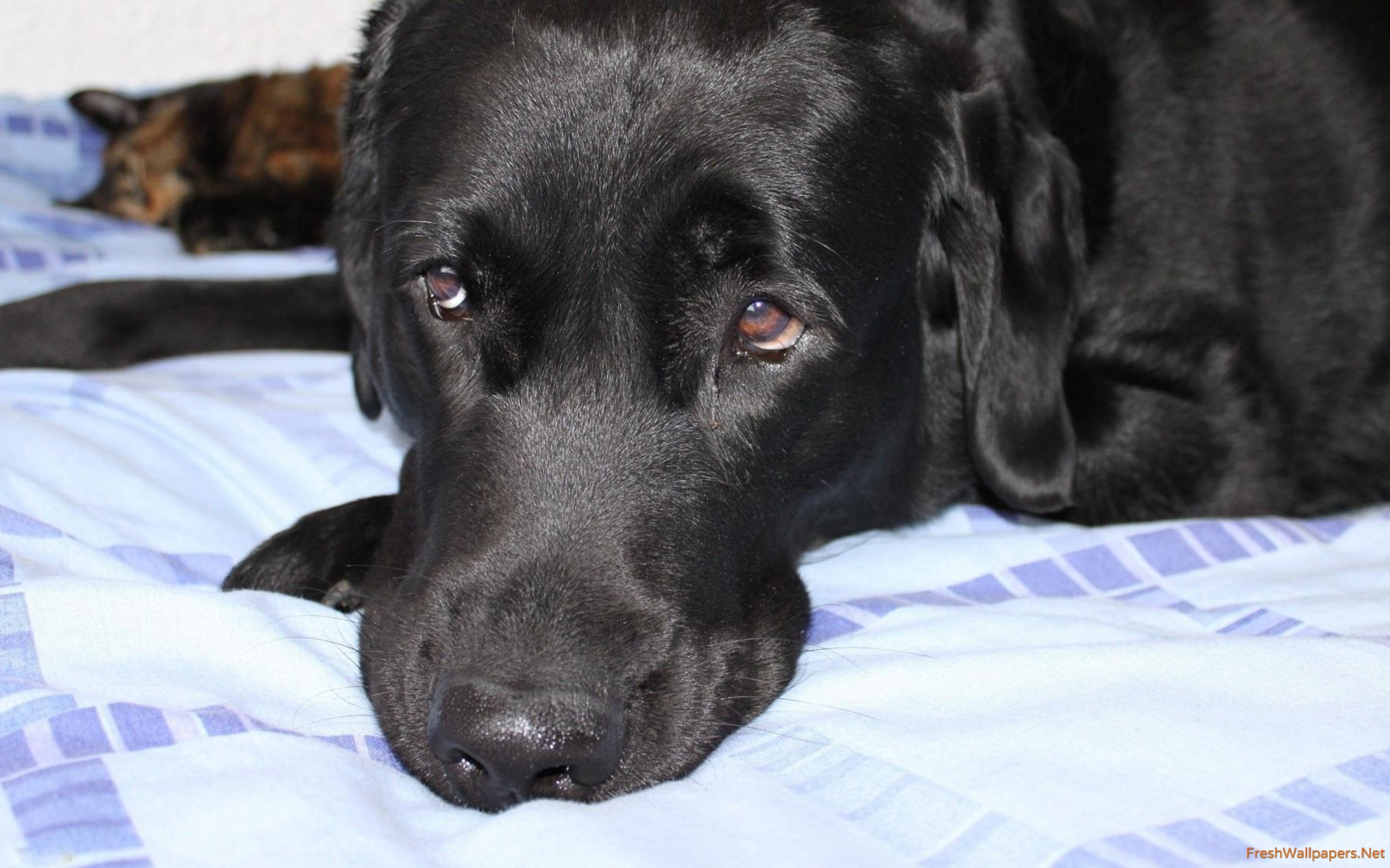 Sad Black Dog - HD Wallpaper 