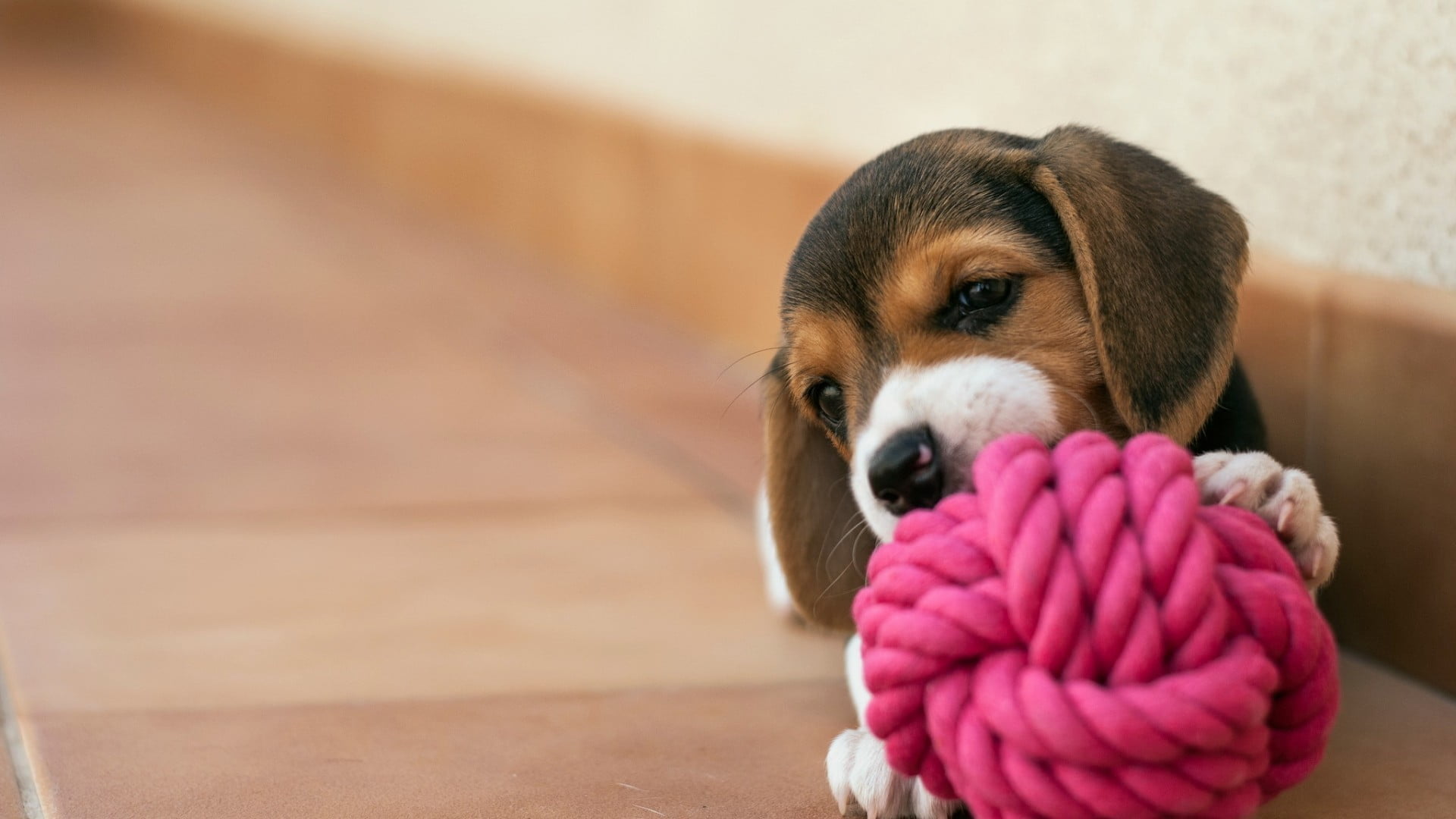 Fondo De Pantalla Hd Perros Beagle - HD Wallpaper 