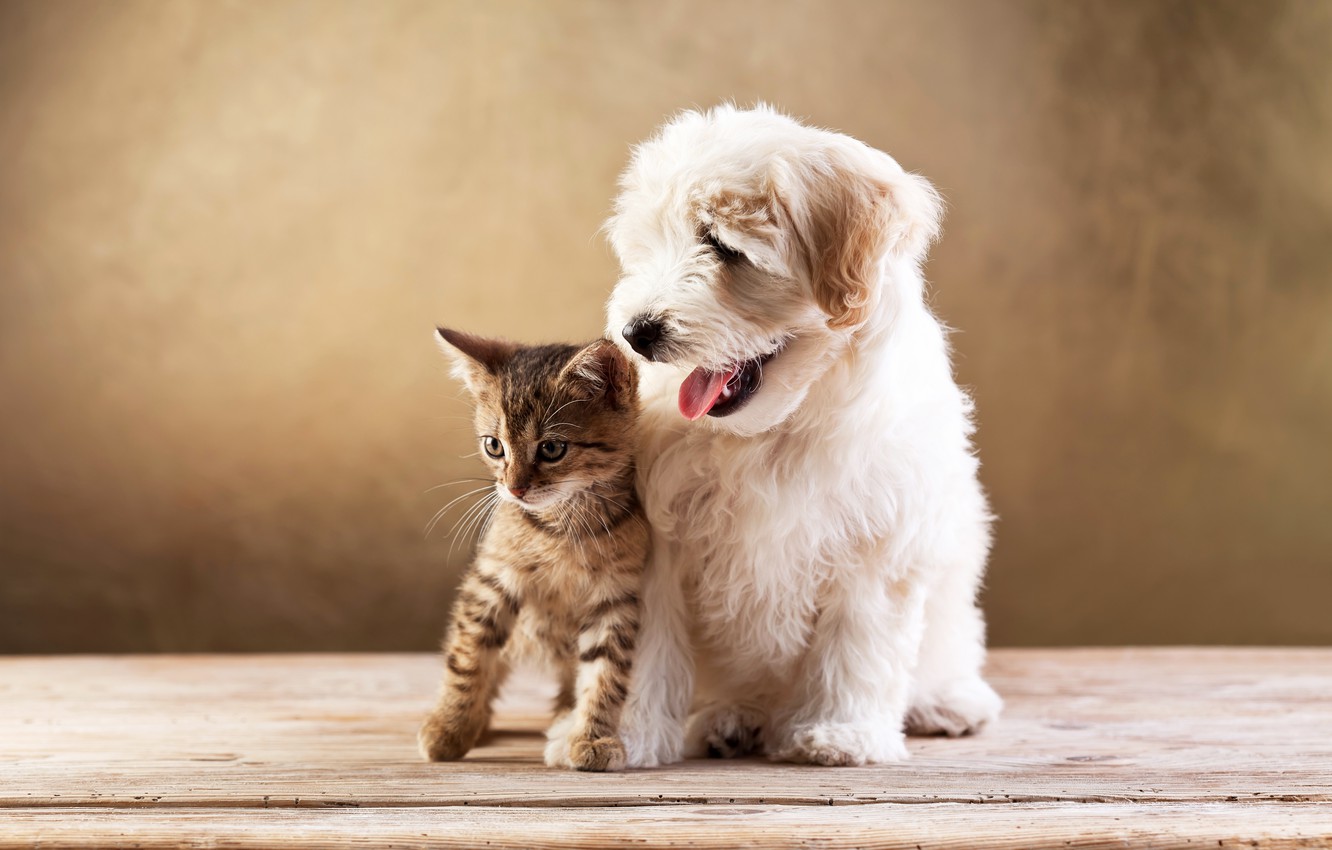 Photo Wallpaper Kitty, Dog, Friends, Lapdog, Kitten, - Kitten And Puppy Wallpaper Hd - HD Wallpaper 