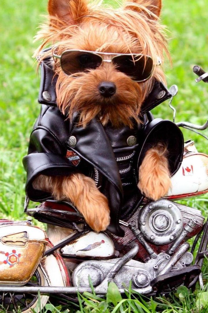Stylish Dog Wallpaper Iphone Resolution - Yorkie Biker - HD Wallpaper 