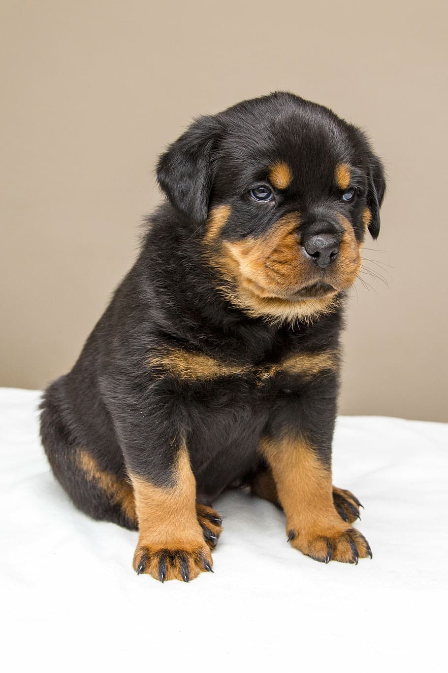 Mahogany Rottweiler Puppy, Sweet, Dog, Animals, Dogs, - Rottweiler Puppy Png - HD Wallpaper 