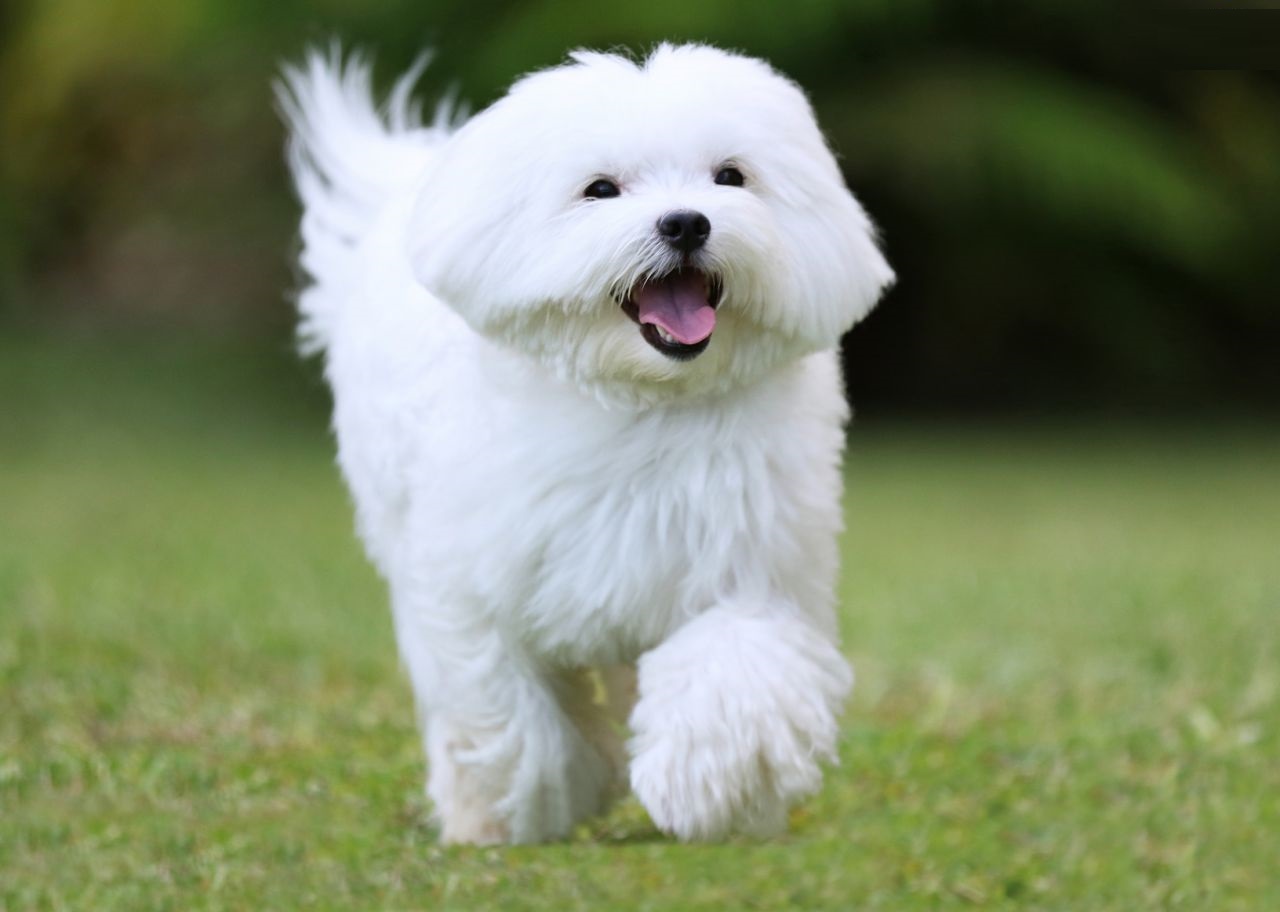 Maltese Dog Breeds - HD Wallpaper 