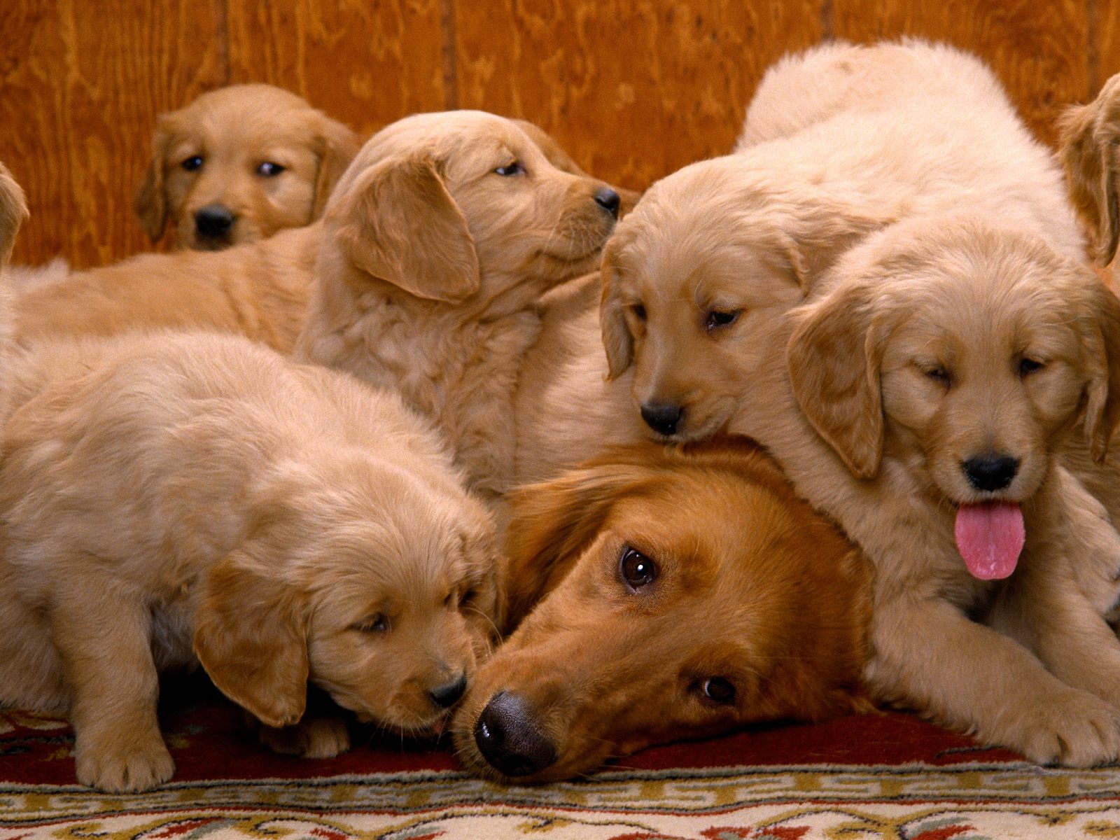Lovely Golden Rottweiler Puppies - Family Dog - HD Wallpaper 