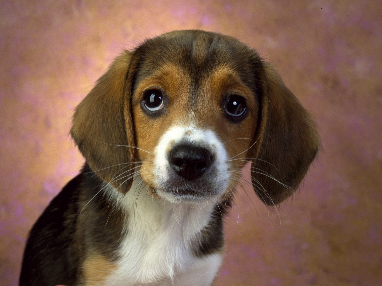 Beagle Puppy Dog - Собаки С Обвисшими Ушами - HD Wallpaper 