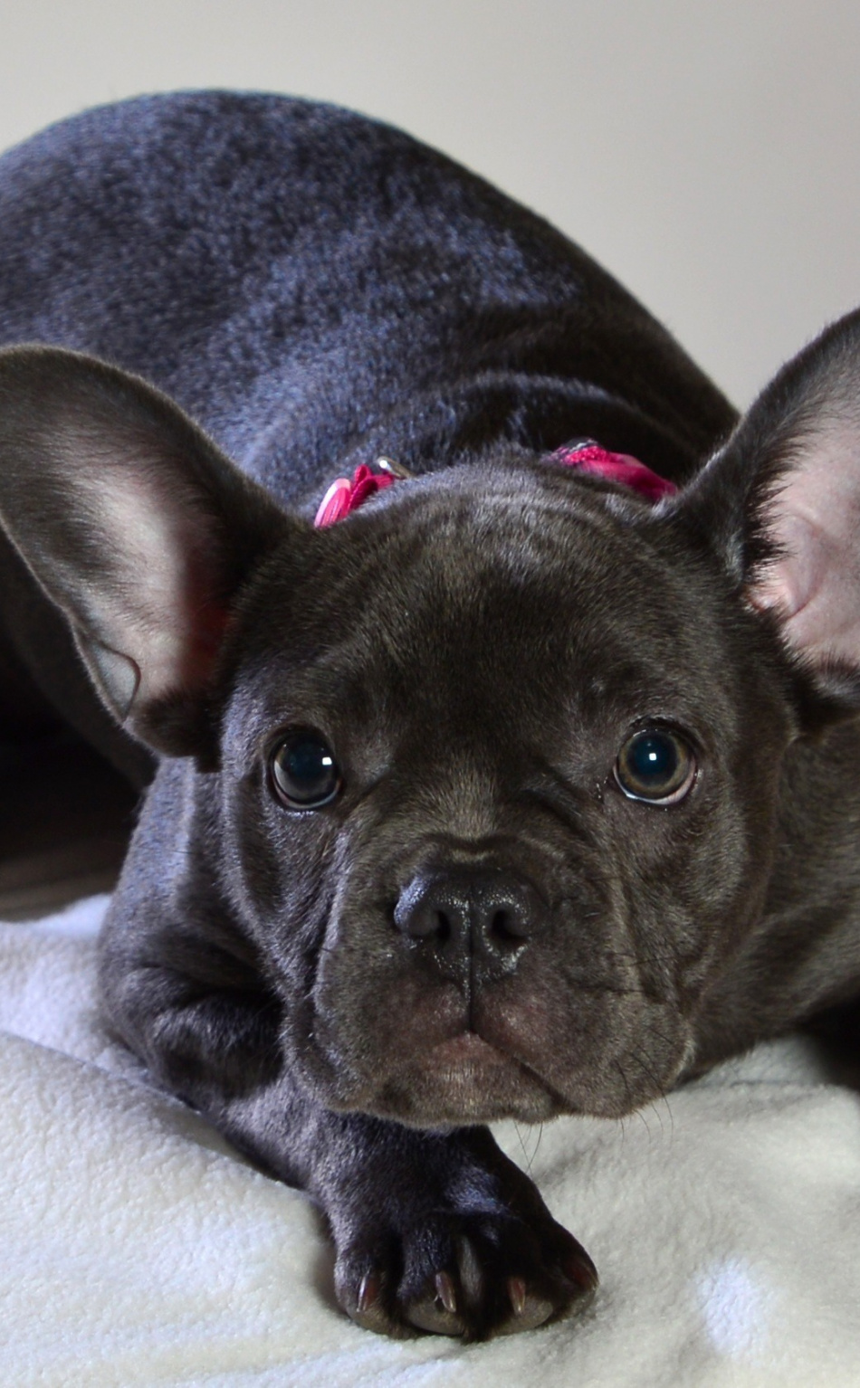 Cute, Black Dog, Animal, French Bulldog, Wallpaper - Rare French Bulldog Color - 950x1534 Wallpaper Cute, Black Dog, Animal, French Bulldog, Wallpaper - Rare French Bulldog Color - 950x1534 Wallpaper