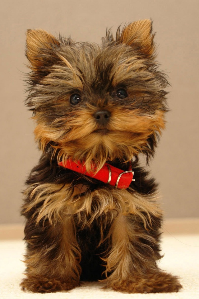 Cutest Yorkshire Terrier - HD Wallpaper 