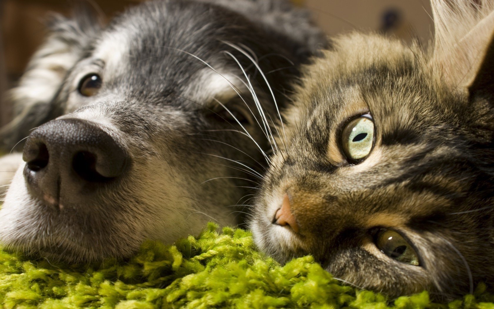 Dog And Cat Close - HD Wallpaper 