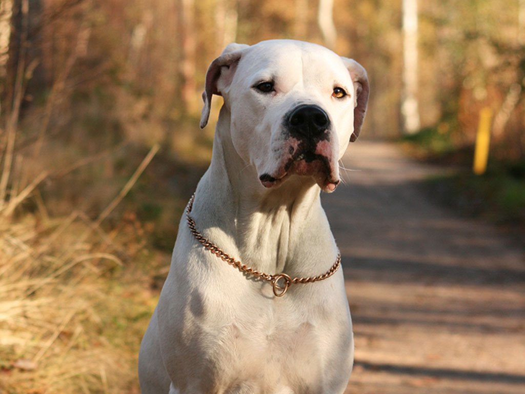 Brown Dogo Argentino - HD Wallpaper 