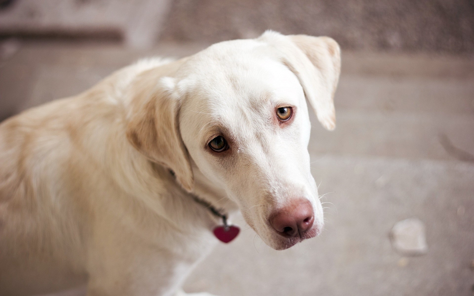 Wallpaper - HD Wallpaper 