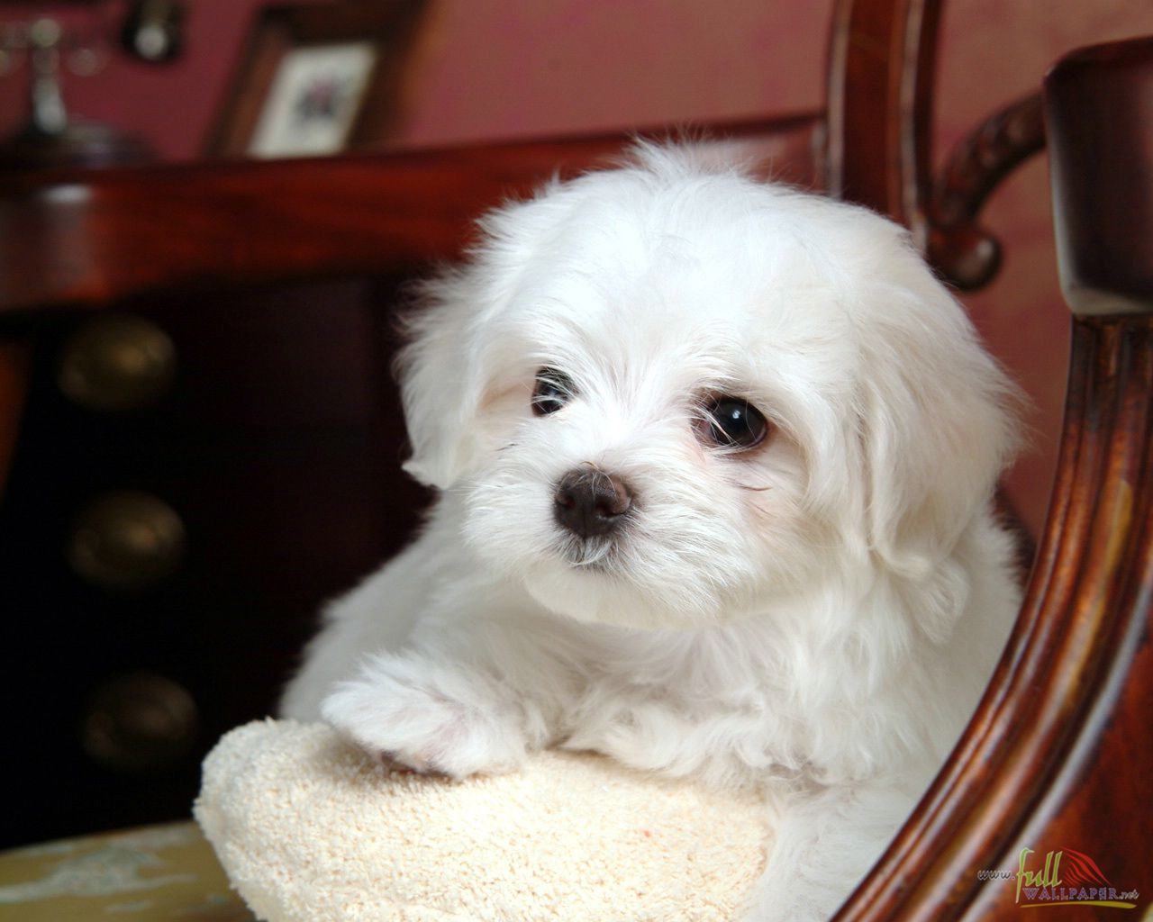 White Baby Dog - Shih Tzu Maltese Puppy White - HD Wallpaper 
