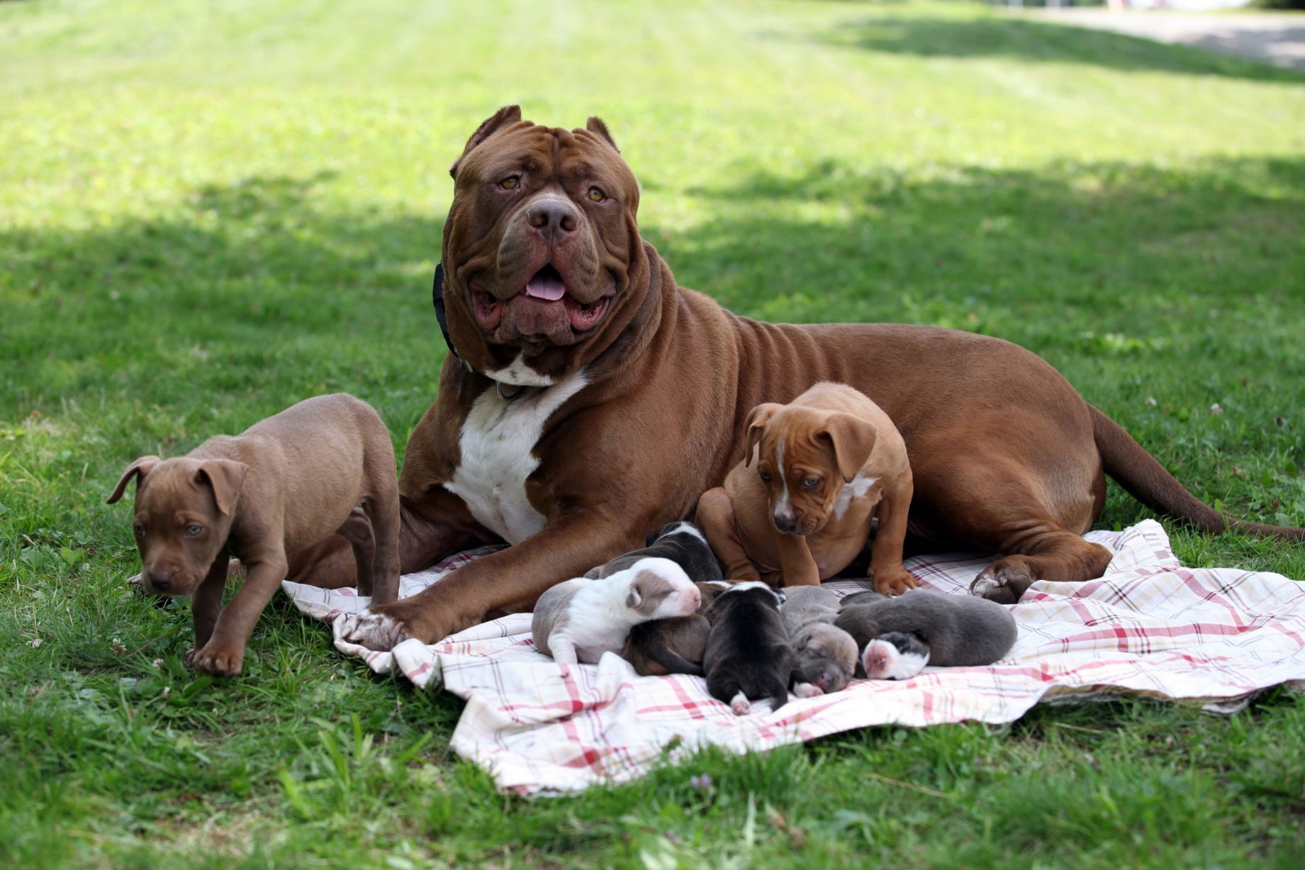Pit Bull Dog Wallpaper - American Pitbull Dog - 1841x1227 Wallpaper - Pit Bull Dog Wallpaper - American Pitbull Dog - 1841x1227 Wallpaper -