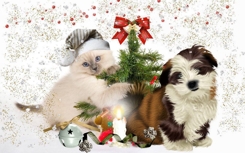 Christmas Cat And Dog - HD Wallpaper 