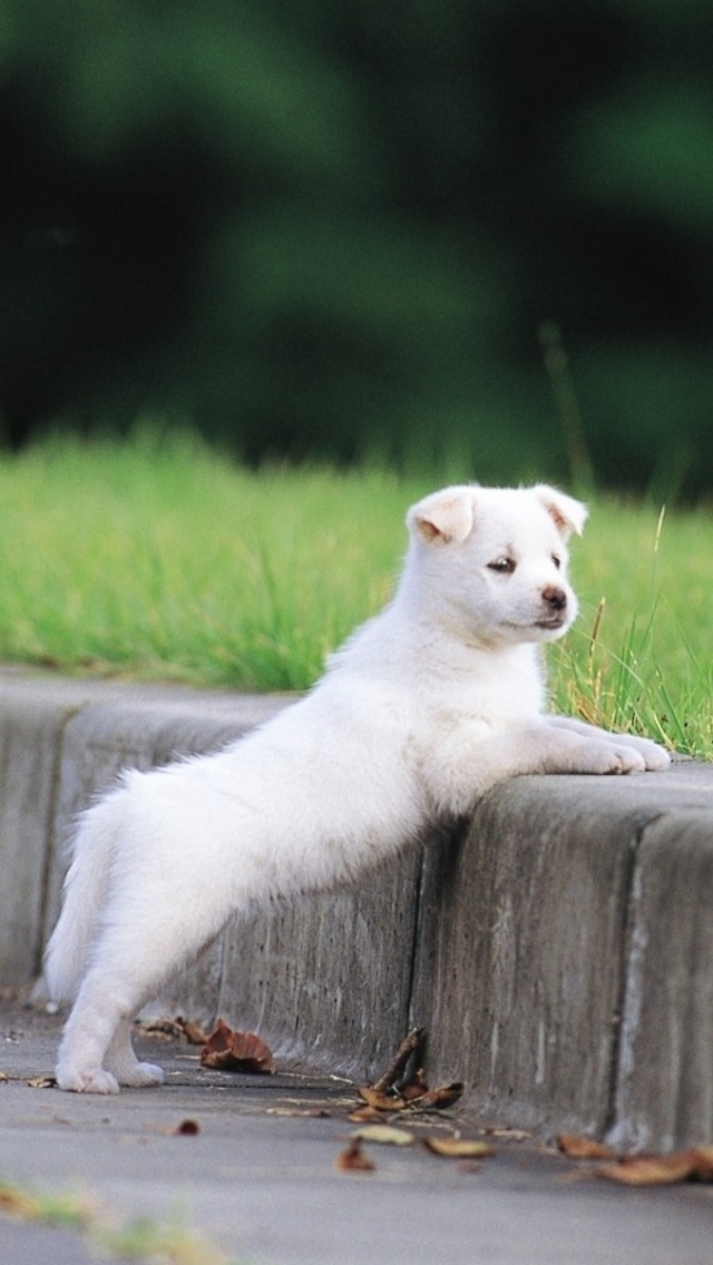 Landscapes With Animals - HD Wallpaper 