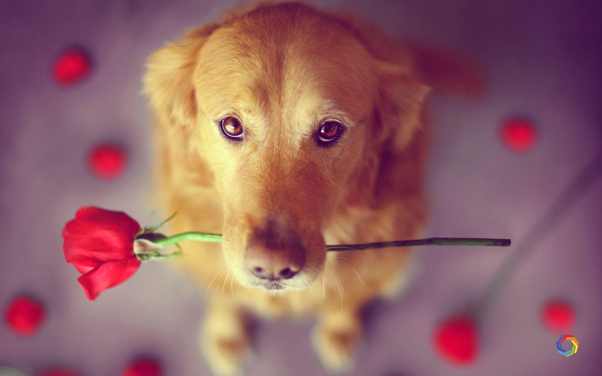 Cute Dog Pictures Download - HD Wallpaper 