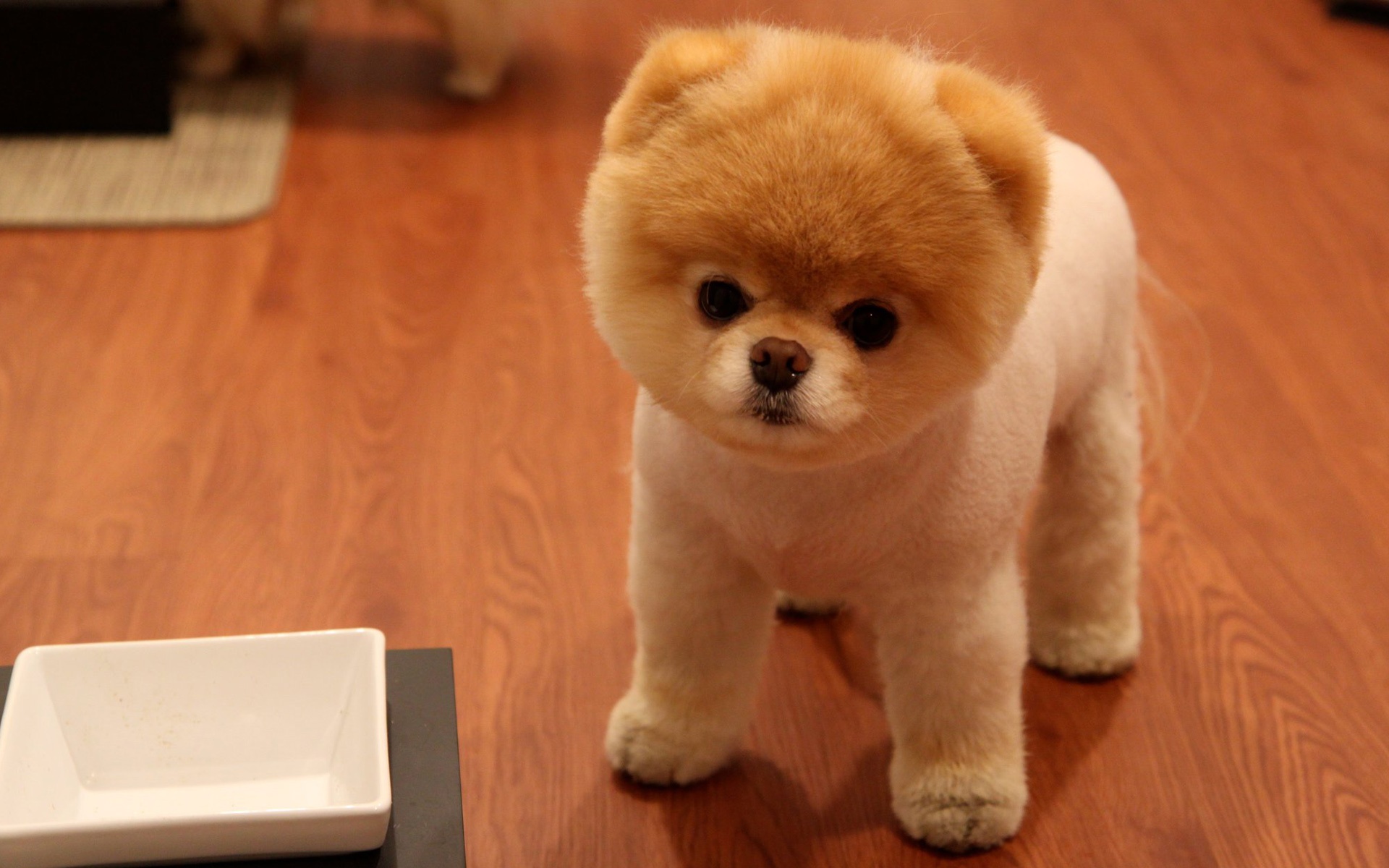 Cute Pomeranian Dog - Teddy Bear Dog Pomeranian - HD Wallpaper 