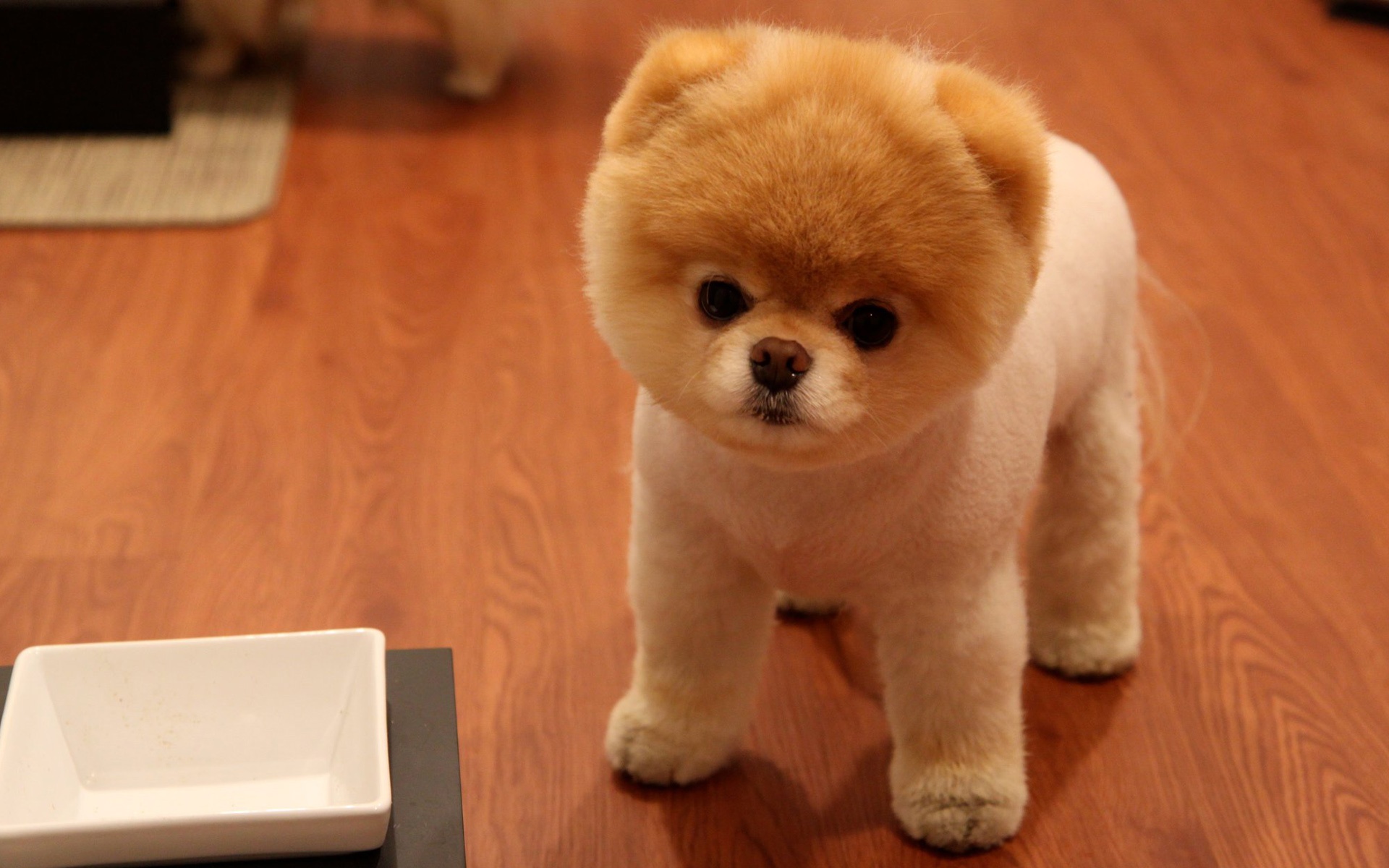teddy the pomeranian