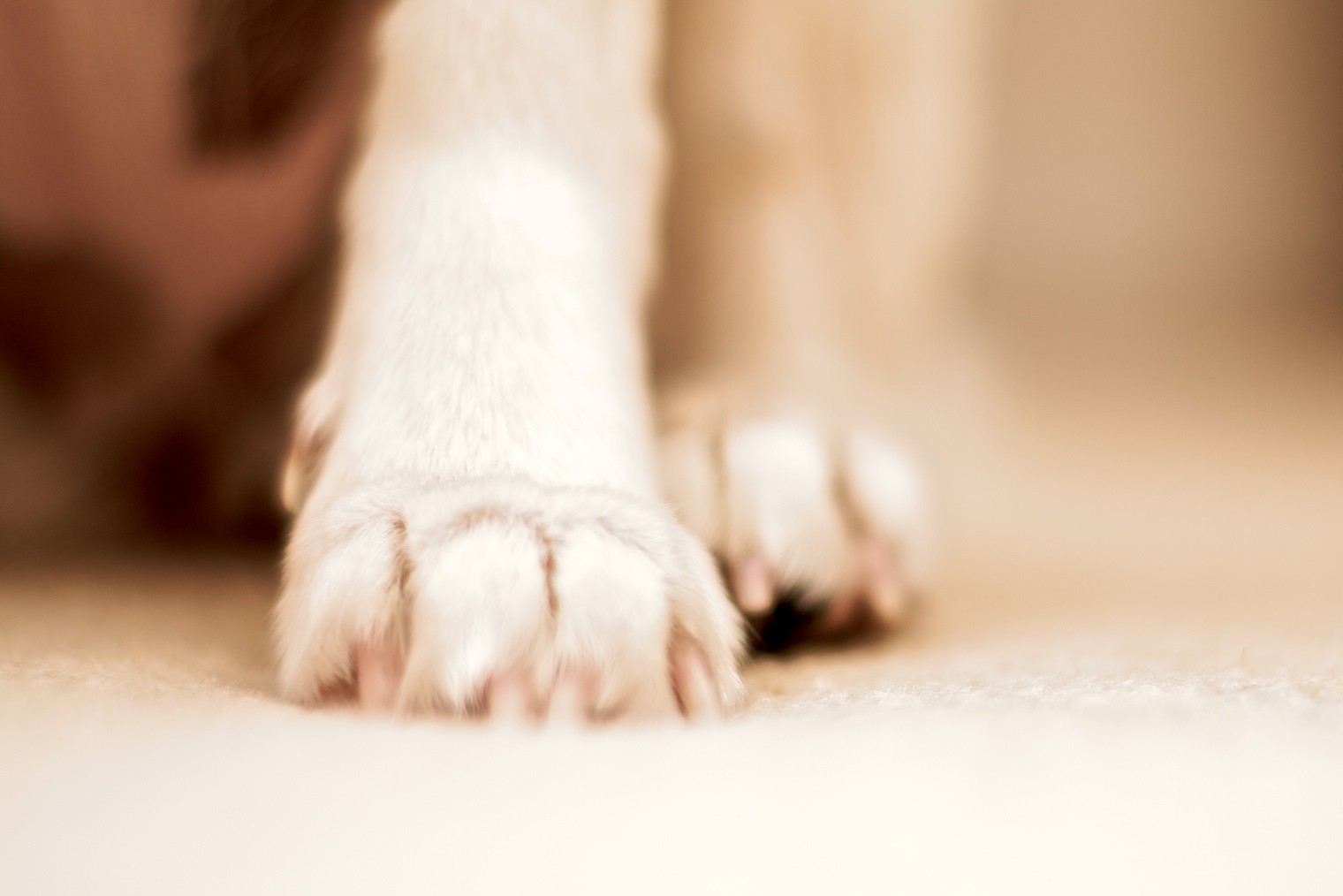 Paw - HD Wallpaper 