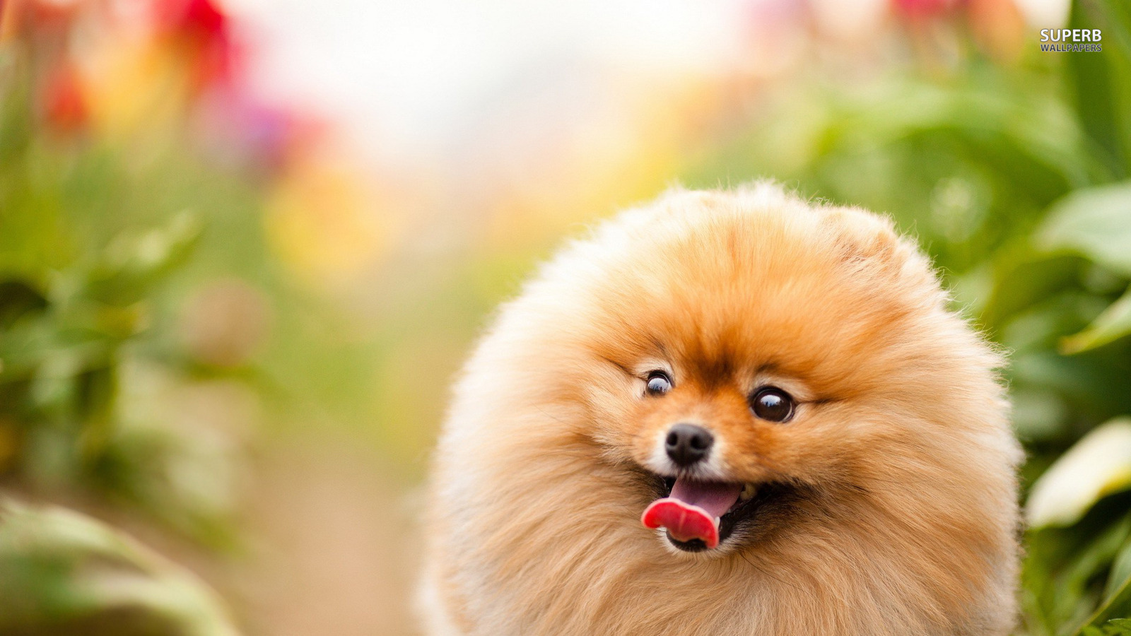 Pomeranian - Cute Pomeranian Background - HD Wallpaper 