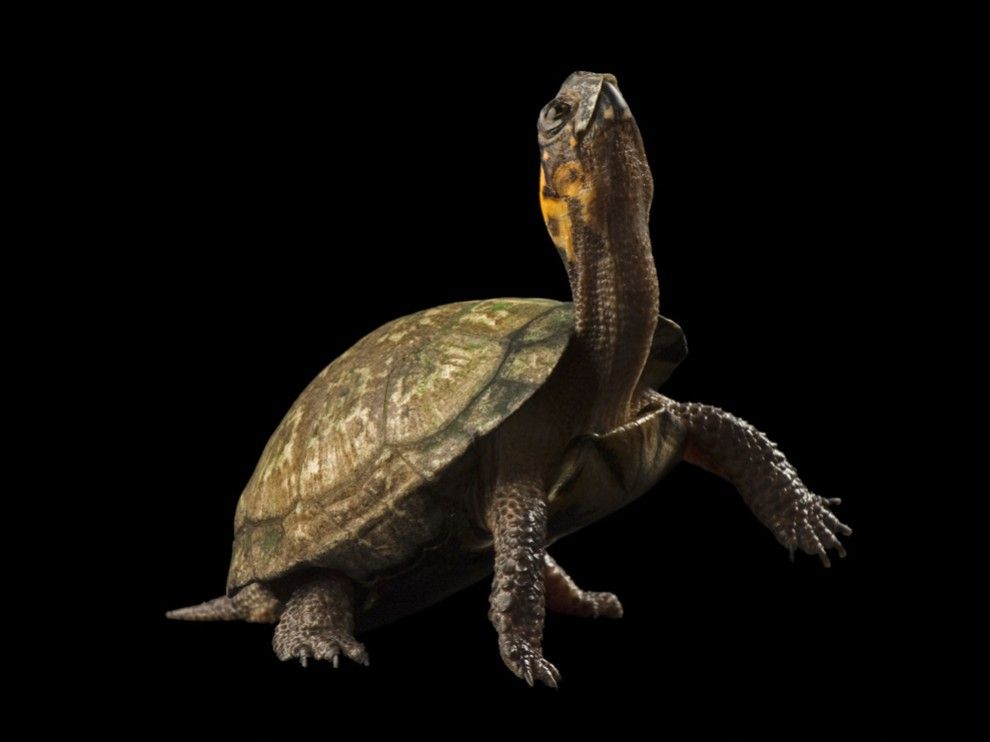 Turtle With Black Background - HD Wallpaper 