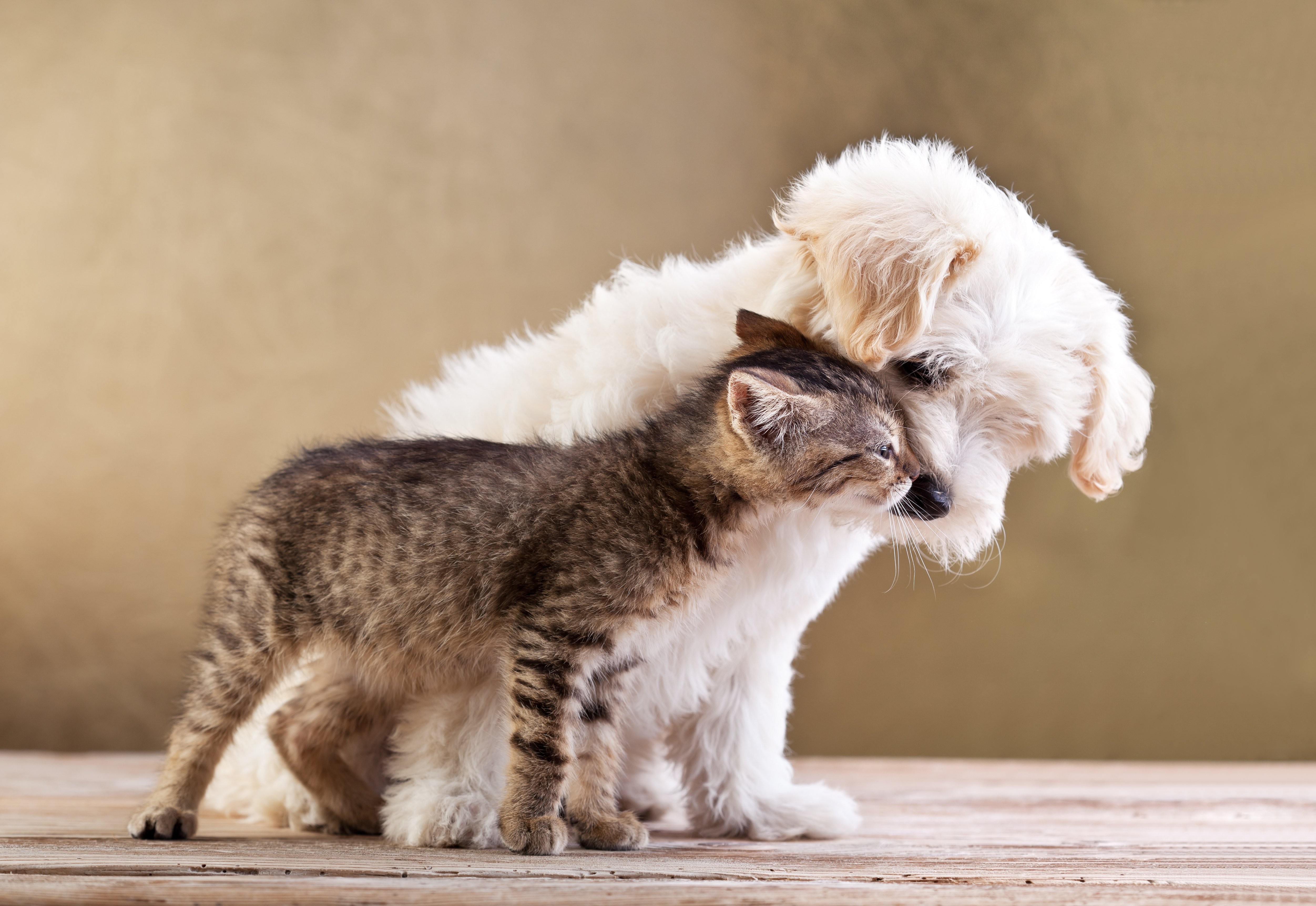 Dogs And Cats Emotions - HD Wallpaper 