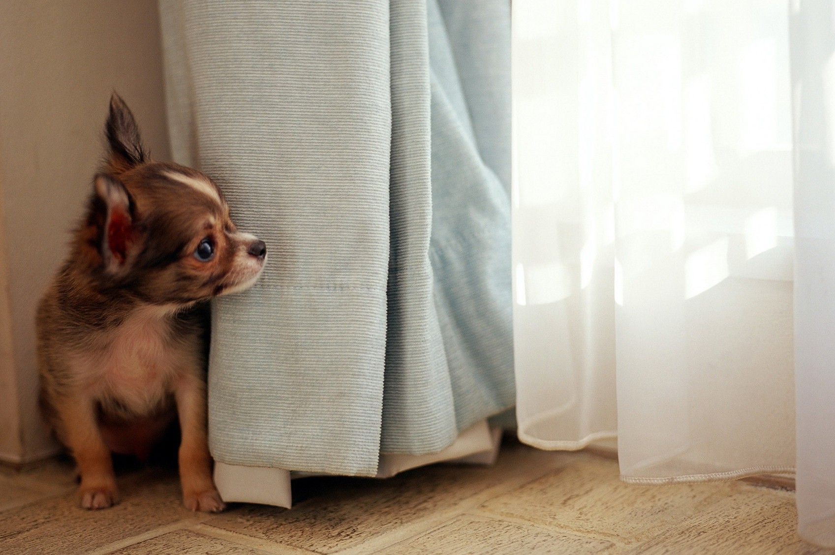 Dog Wallpaper, Cool Dogs, Hd Wallpapers, Fidelity, - Uzuolaidos - HD Wallpaper 